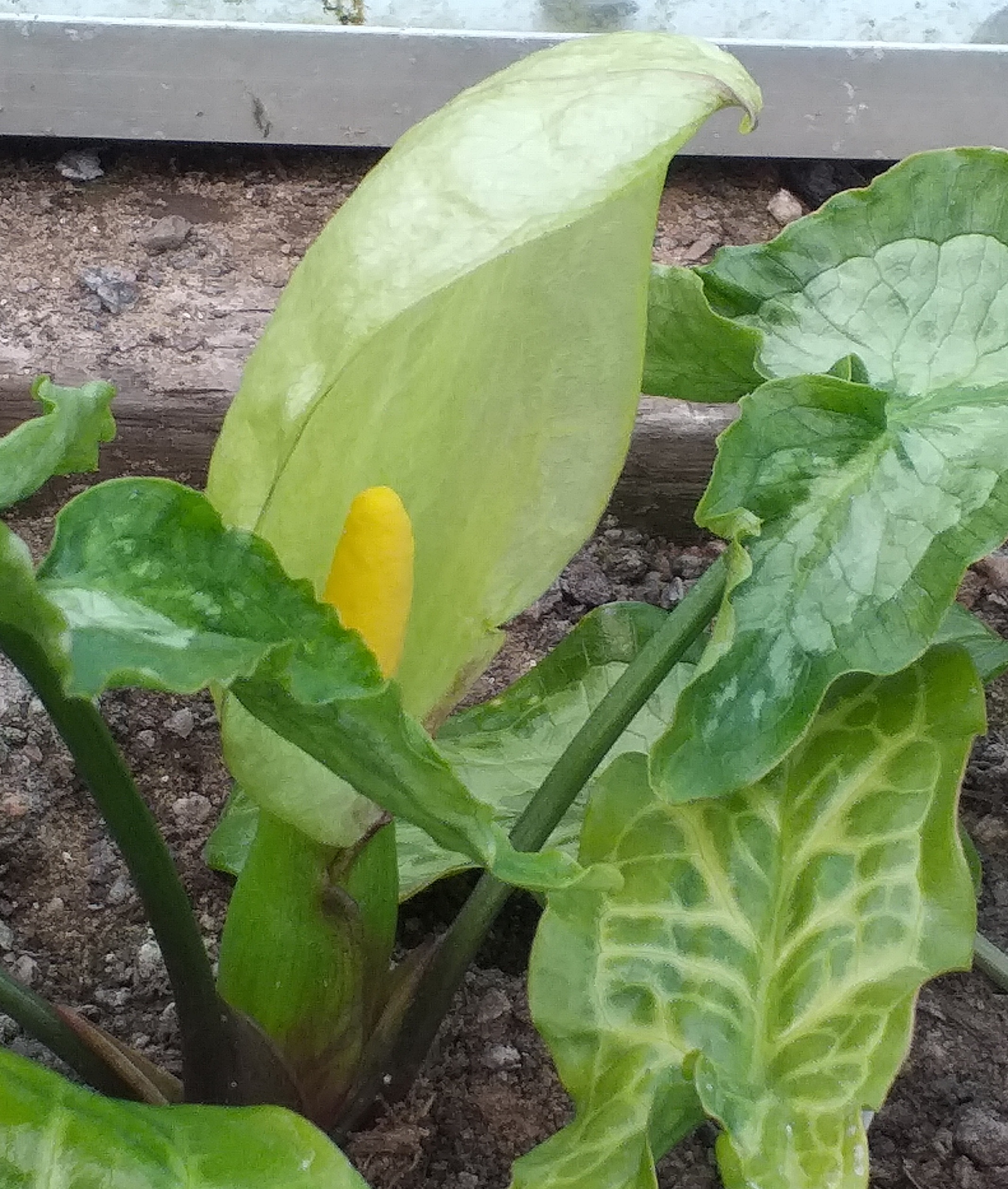 Arum italicum Goliath