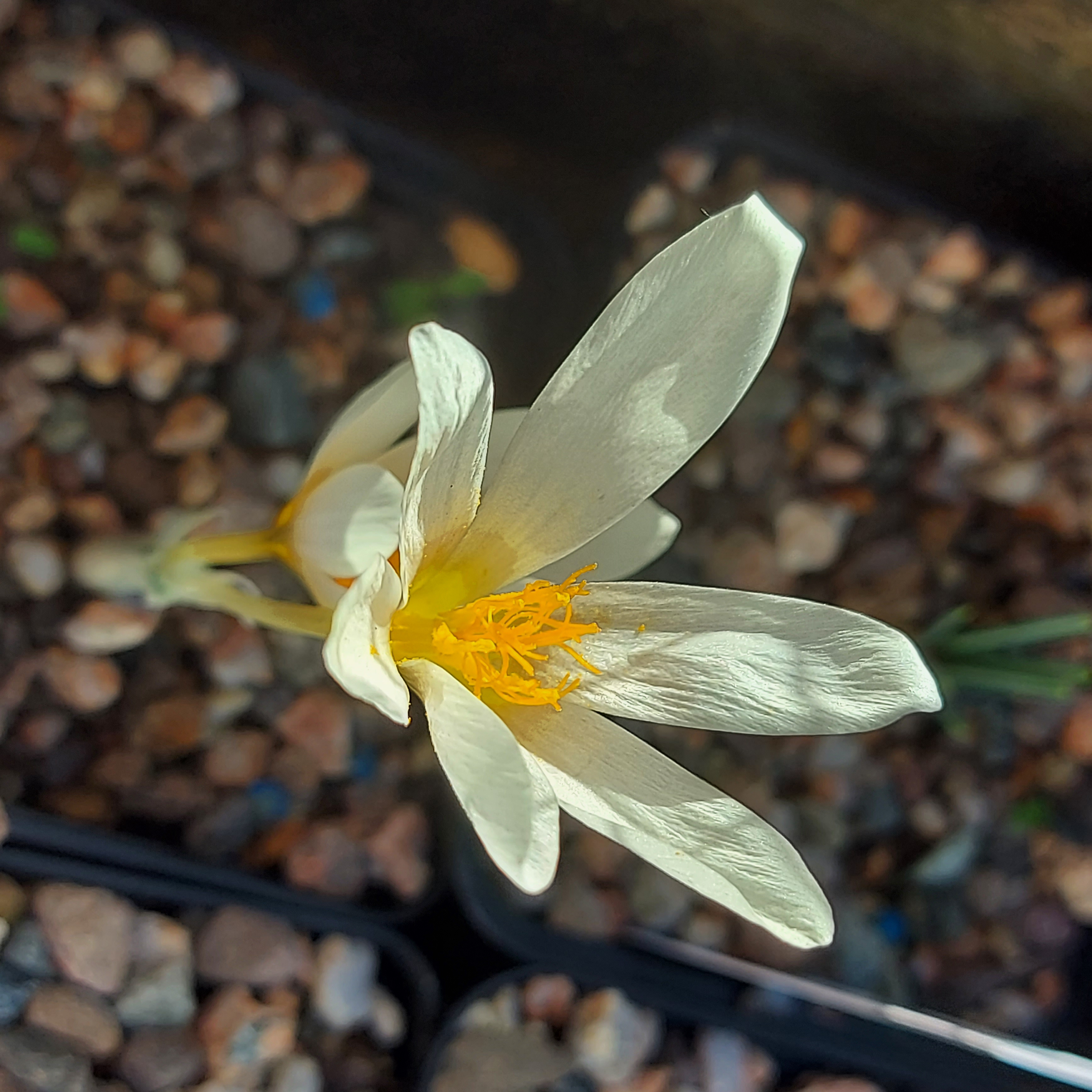 Crocus lycius