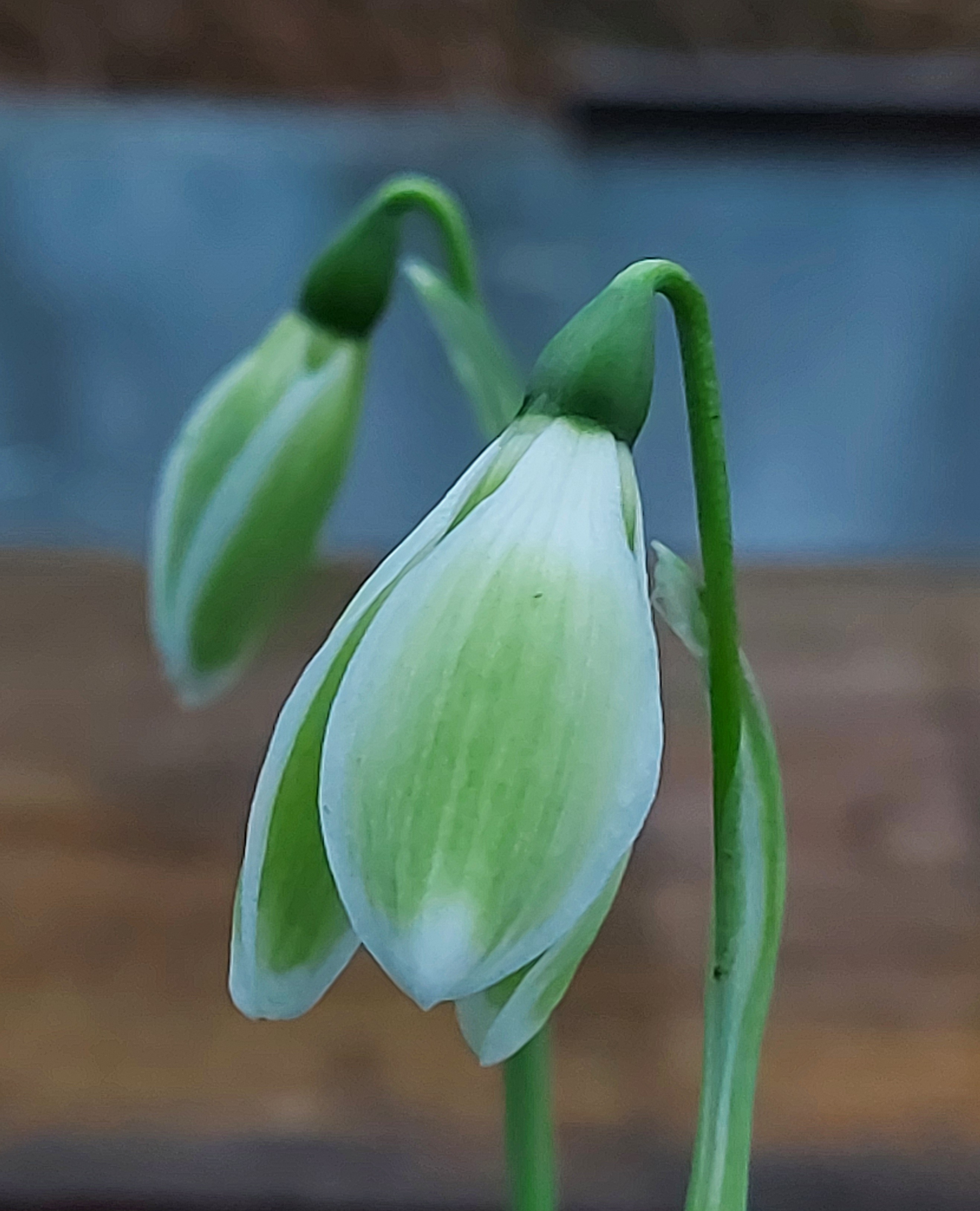 Galanthus Matt Bishop
