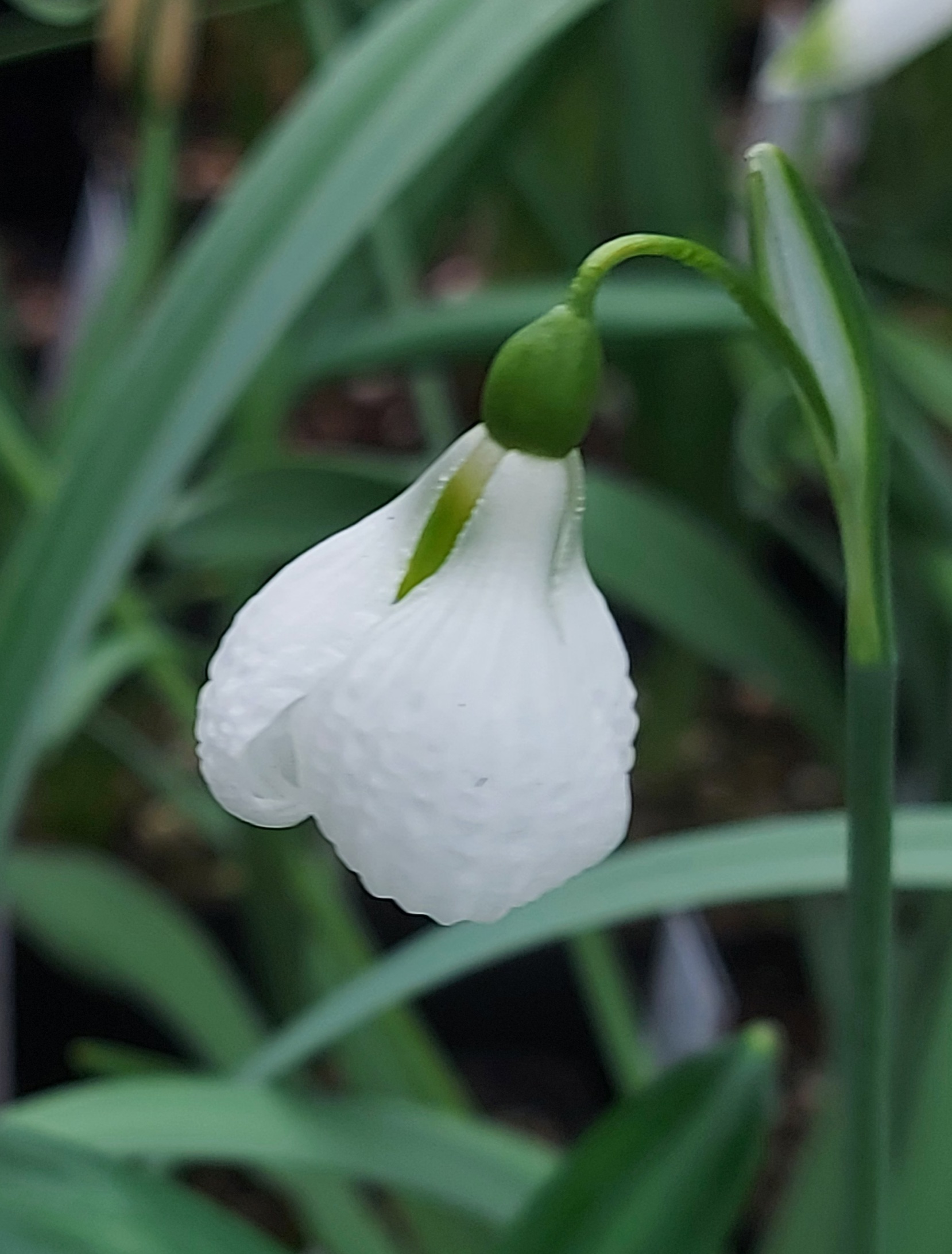 Galanthus Diggory