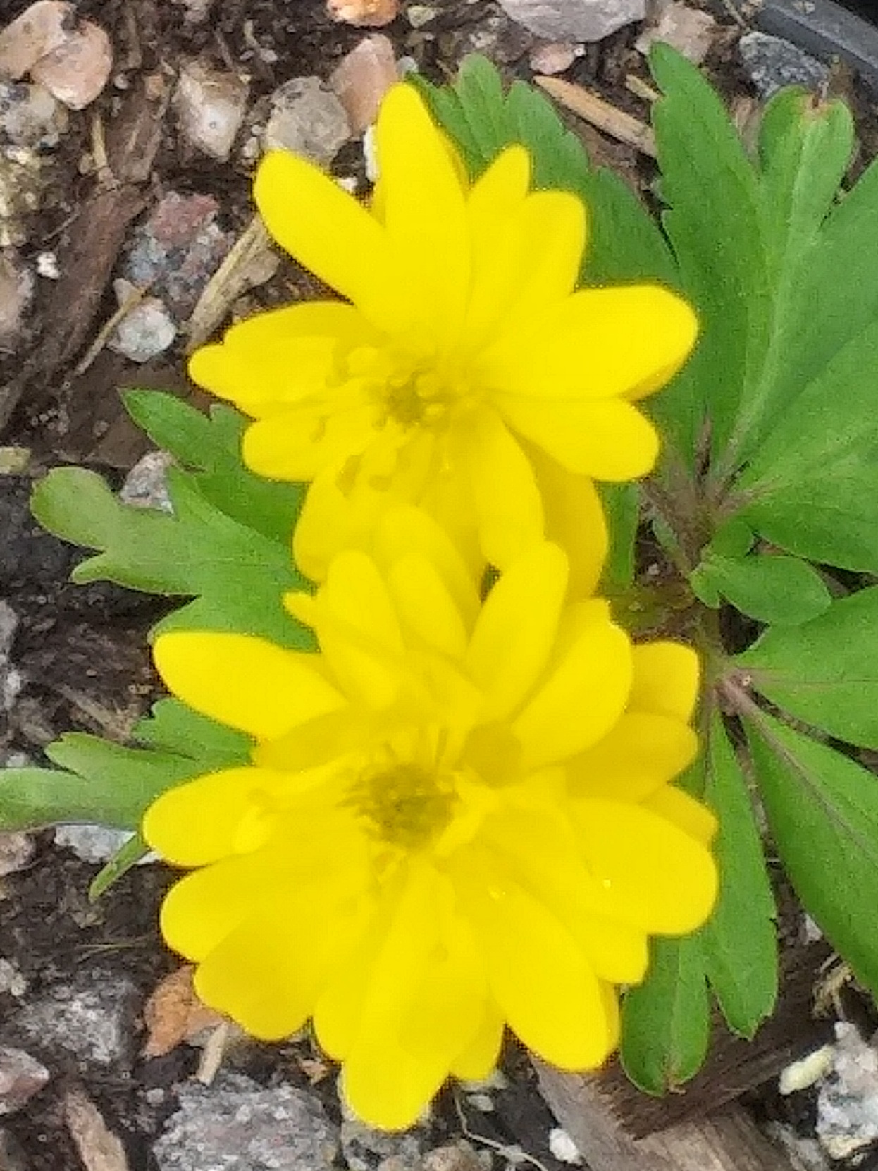 Anemone ranunculoides Alve