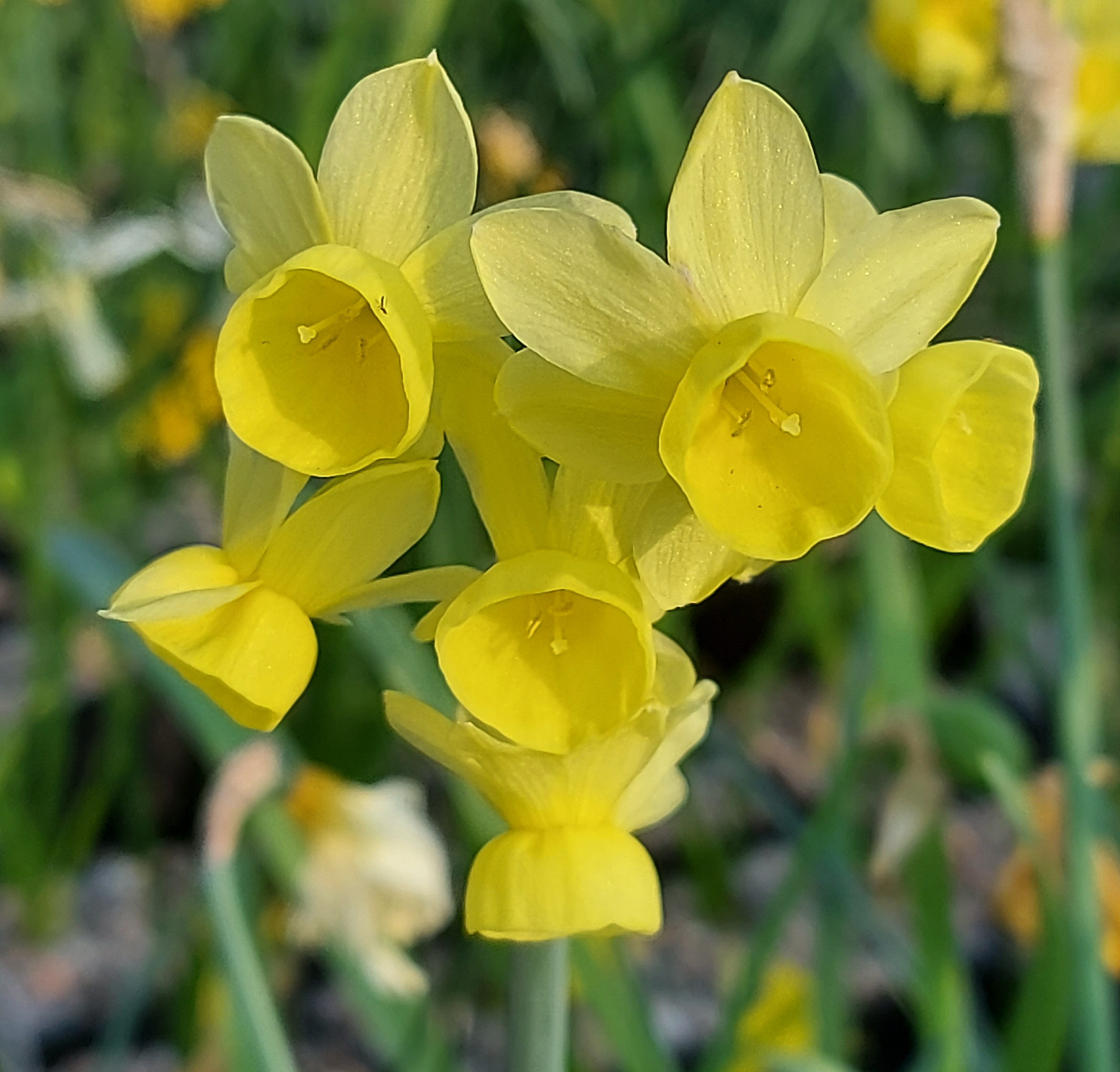 Narcissus Angels Whisper