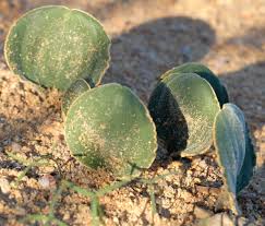 Eriospermum attenuatum