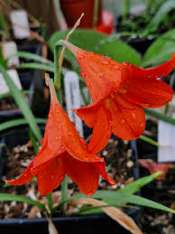 Cyrtanthus sanguineus