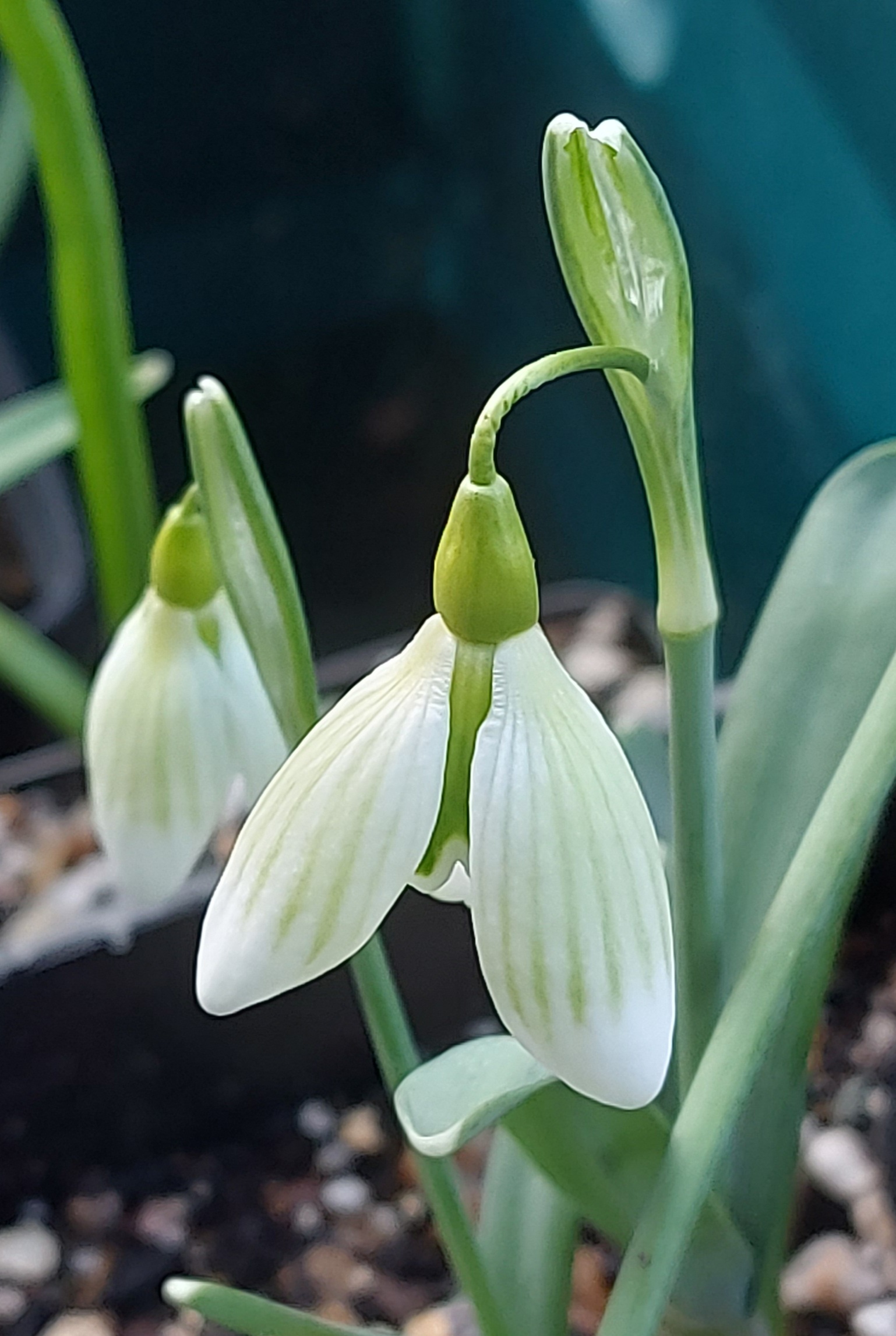 Galanthus Green Zebra