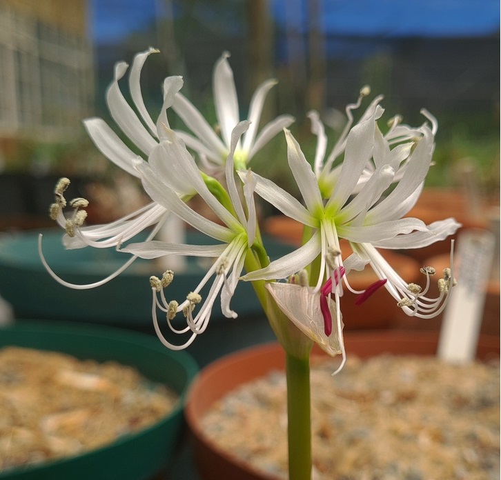Brunsvigia gariepensis