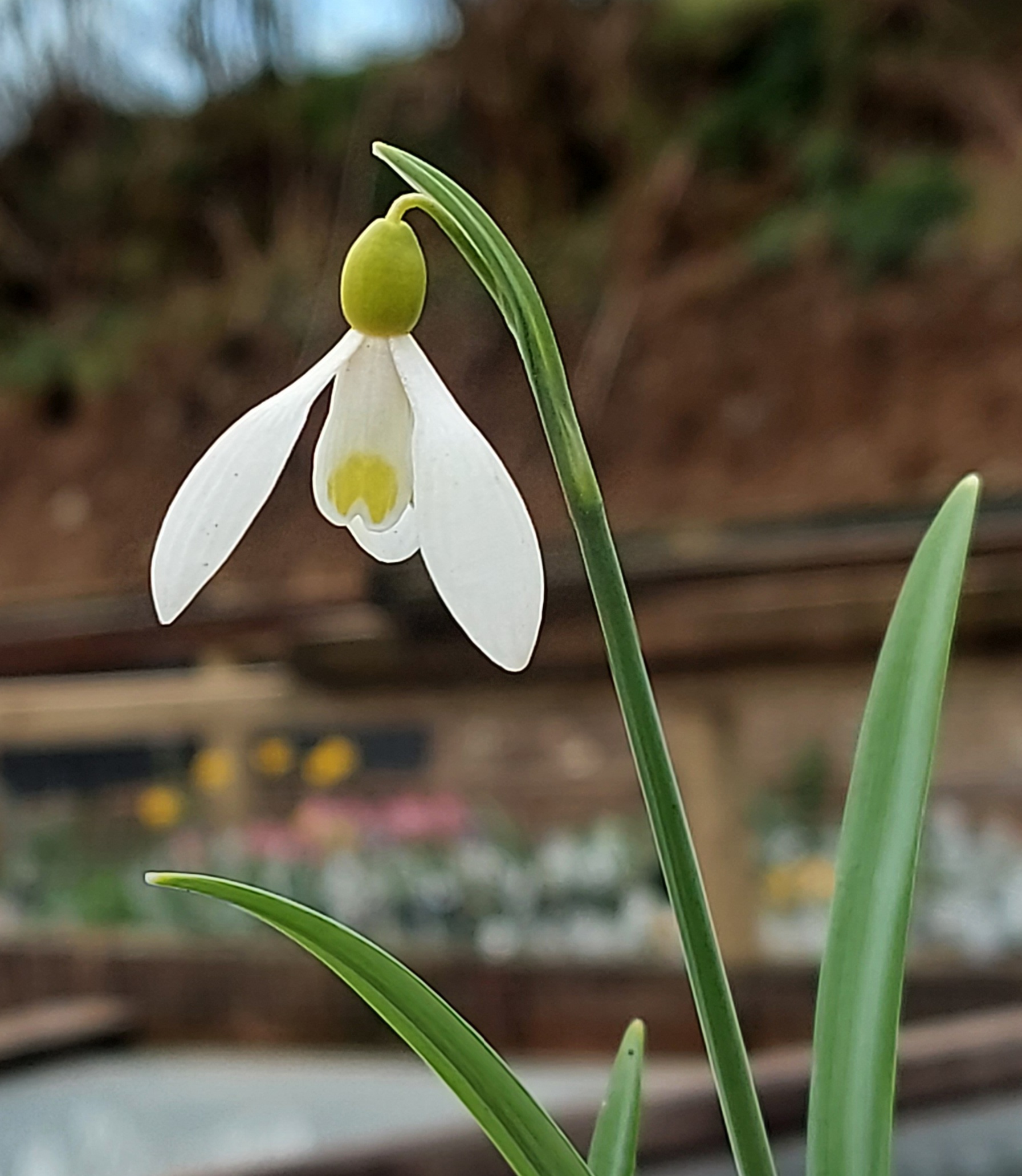 Galanthus Spindlestone Surprise