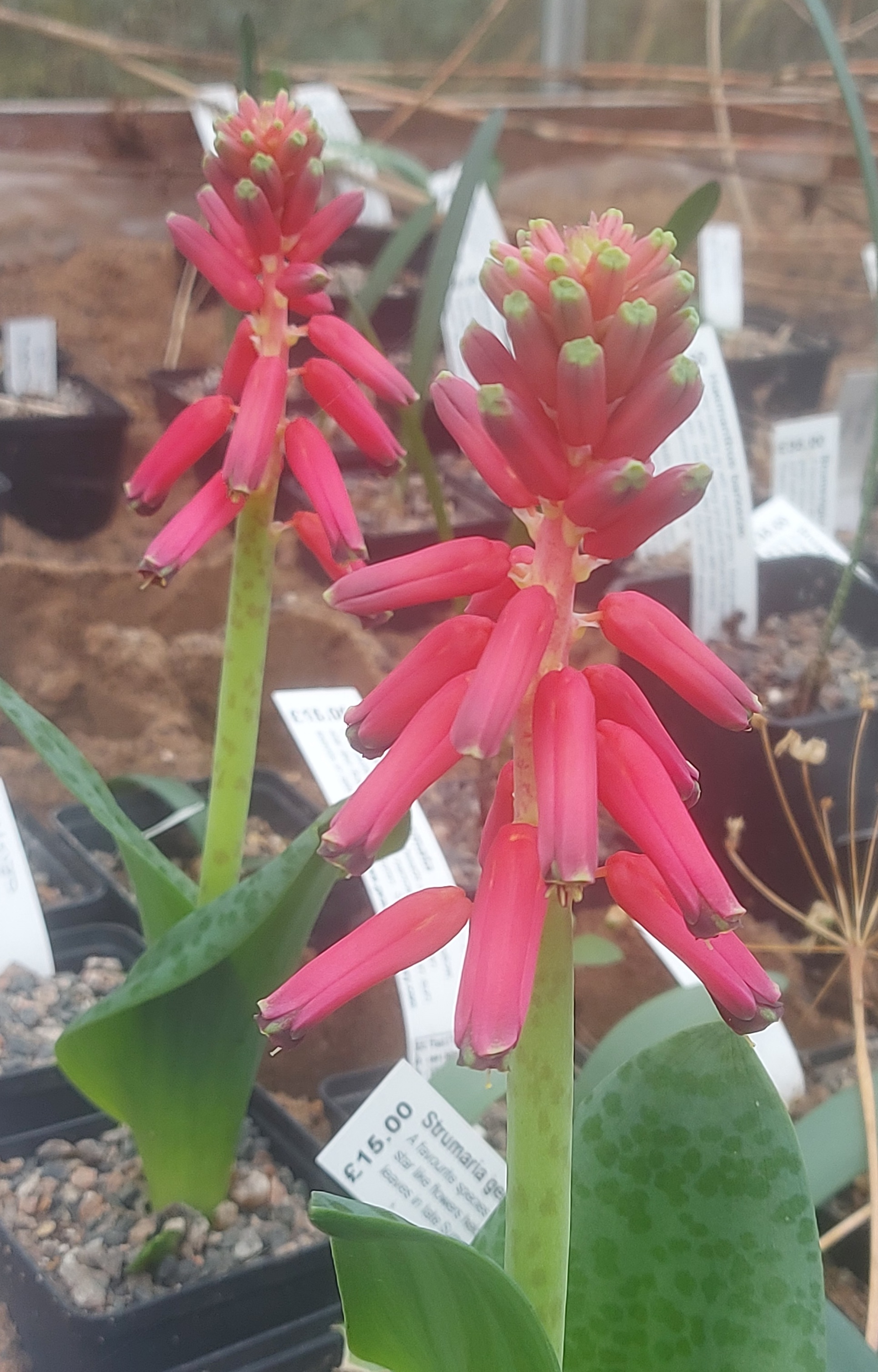 Lachenalia rubida