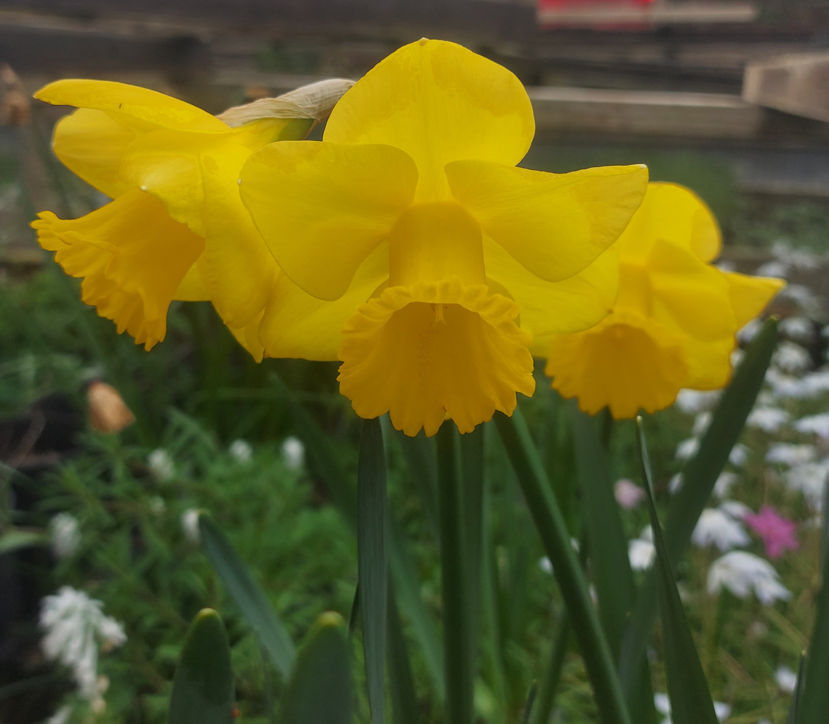 Narcissus Bessie Davies