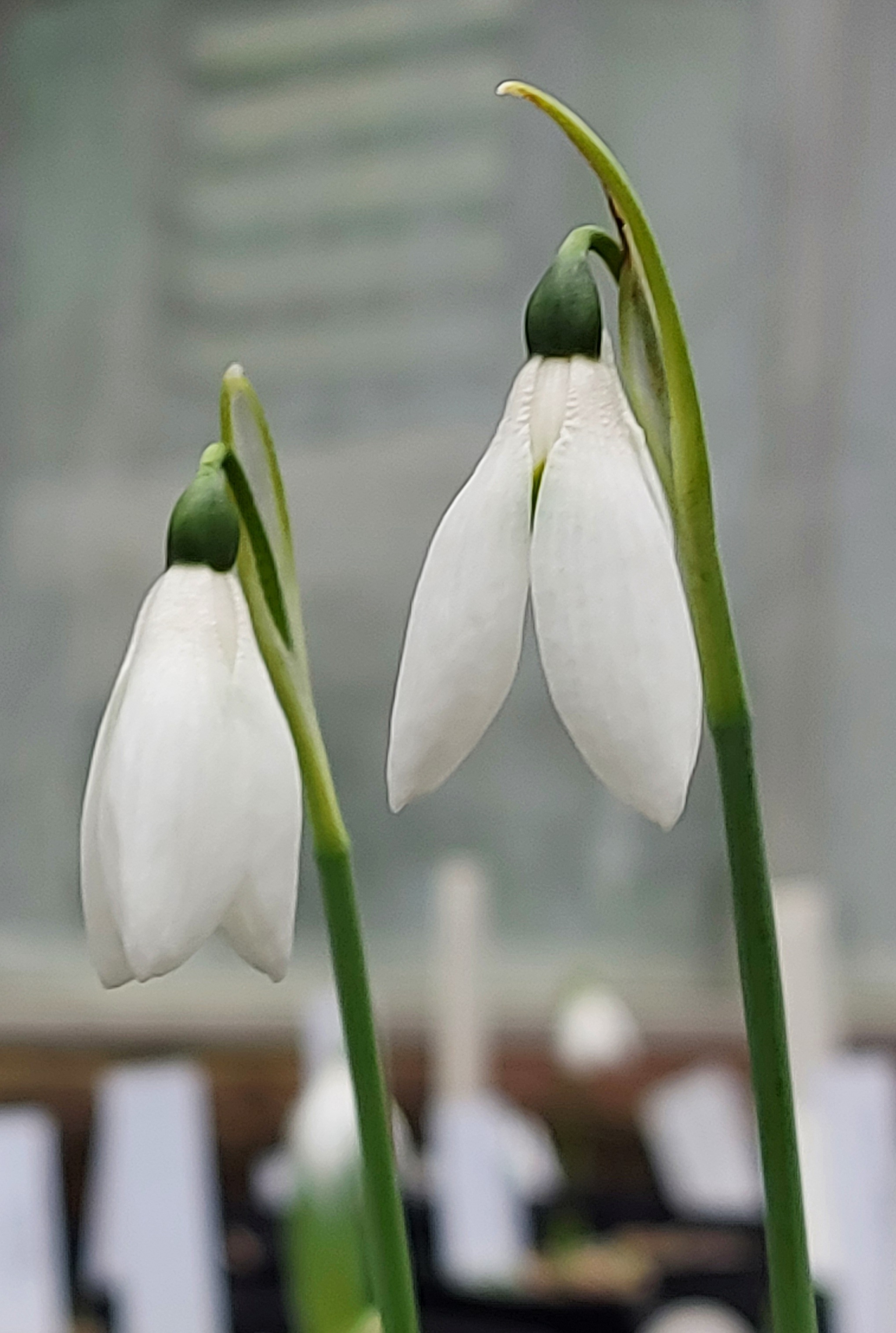 Galanthus Howard Wheeler
