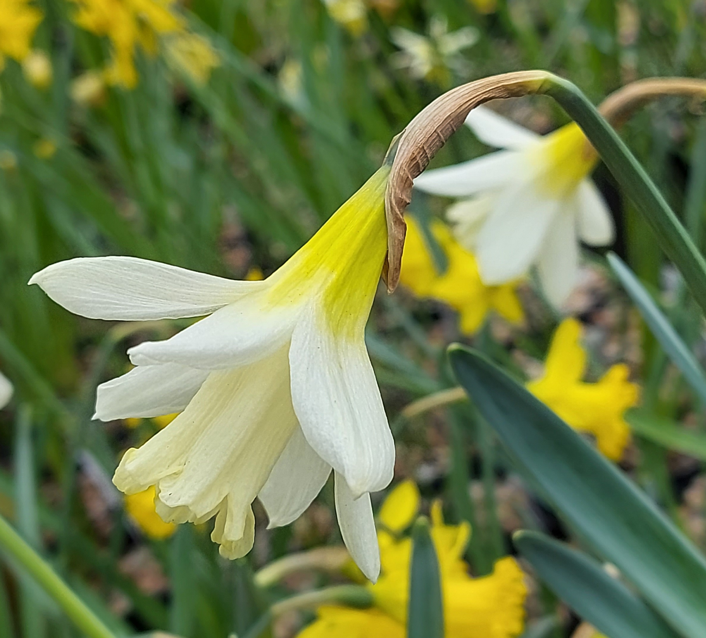 Narcissus Fuco