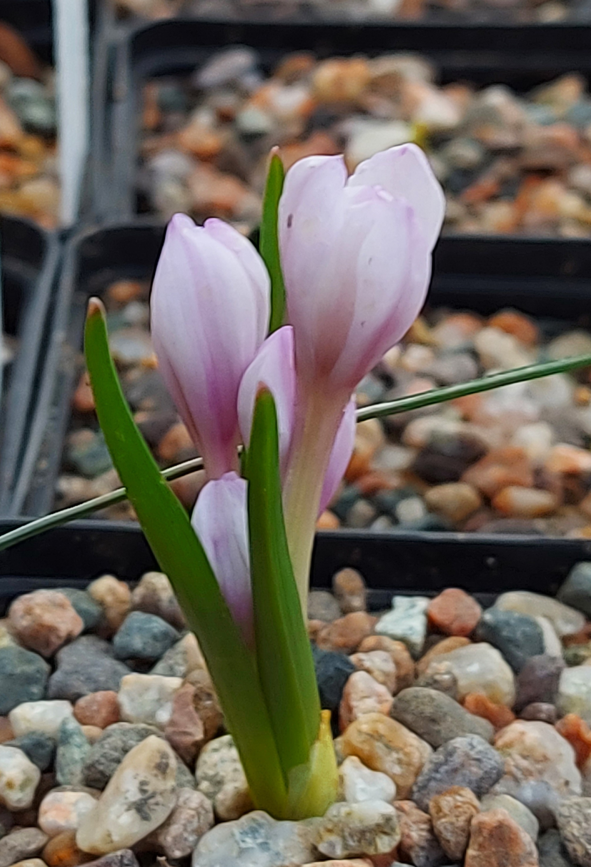 Colchicum serpentinum
