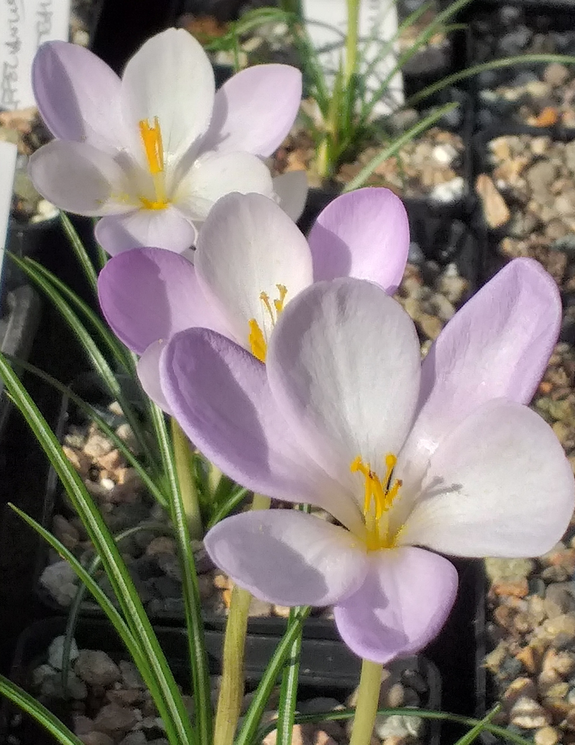 Crocus goulimyi var leucanthus