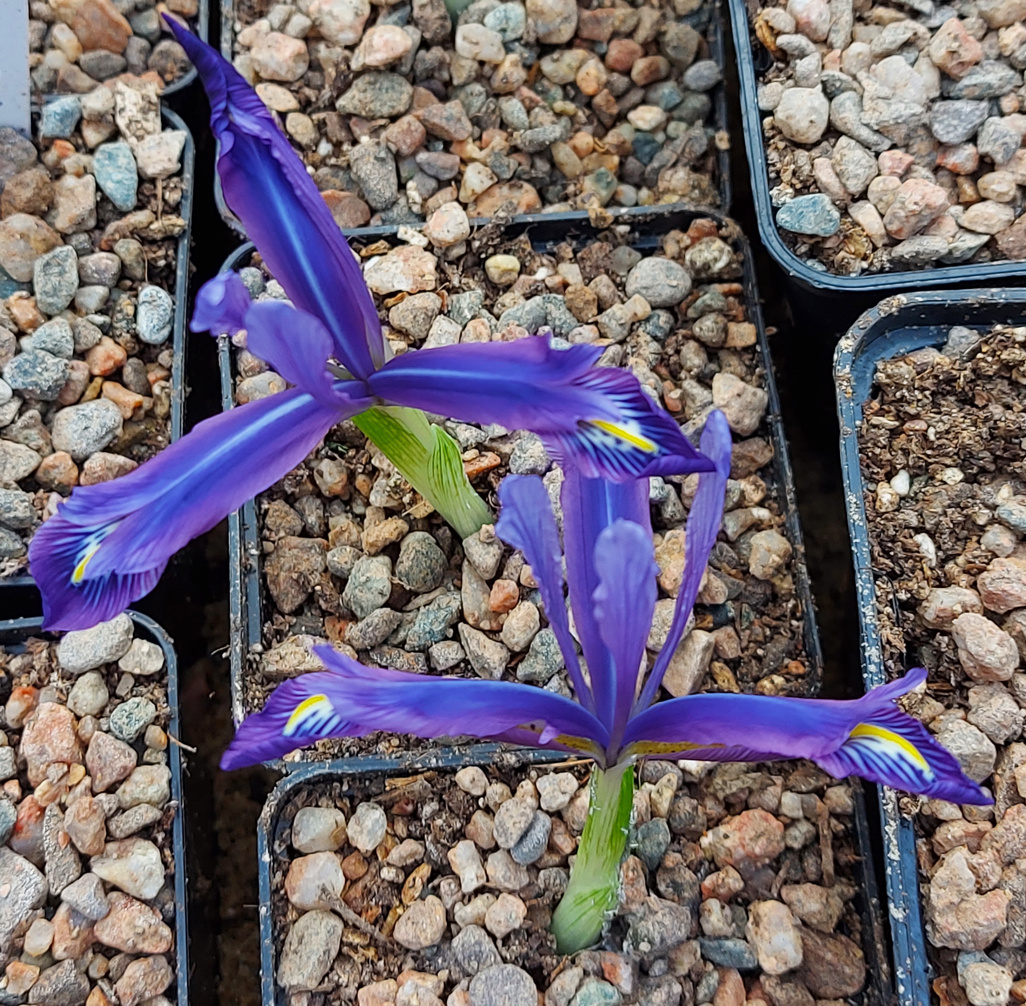 Iris histrioides var sononensis