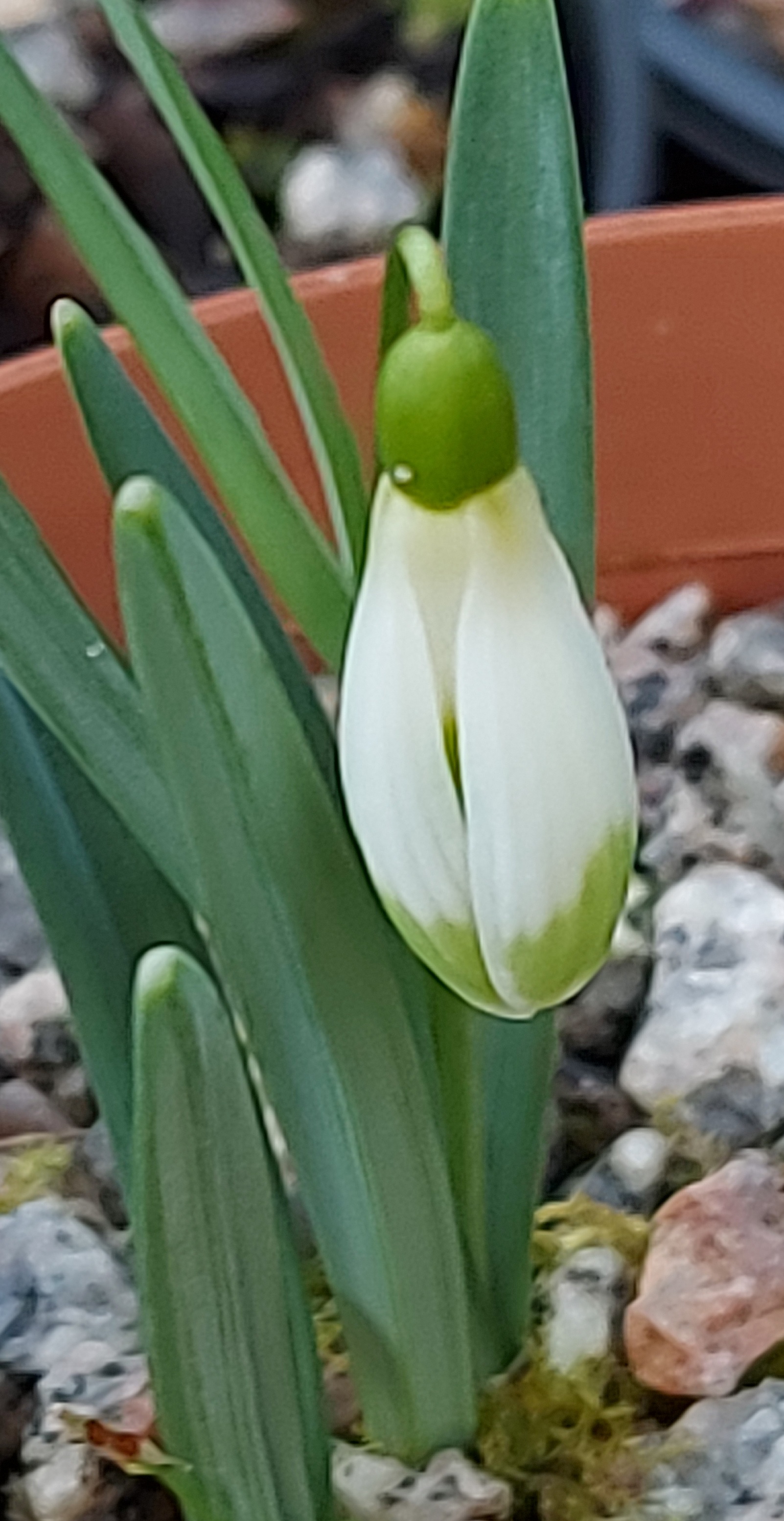 Galanthus Moustache