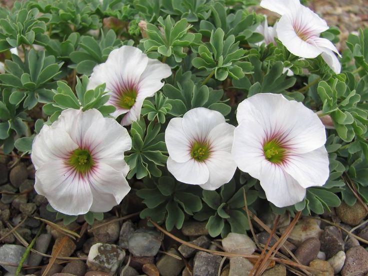 Oxalis enneaphylla Ute