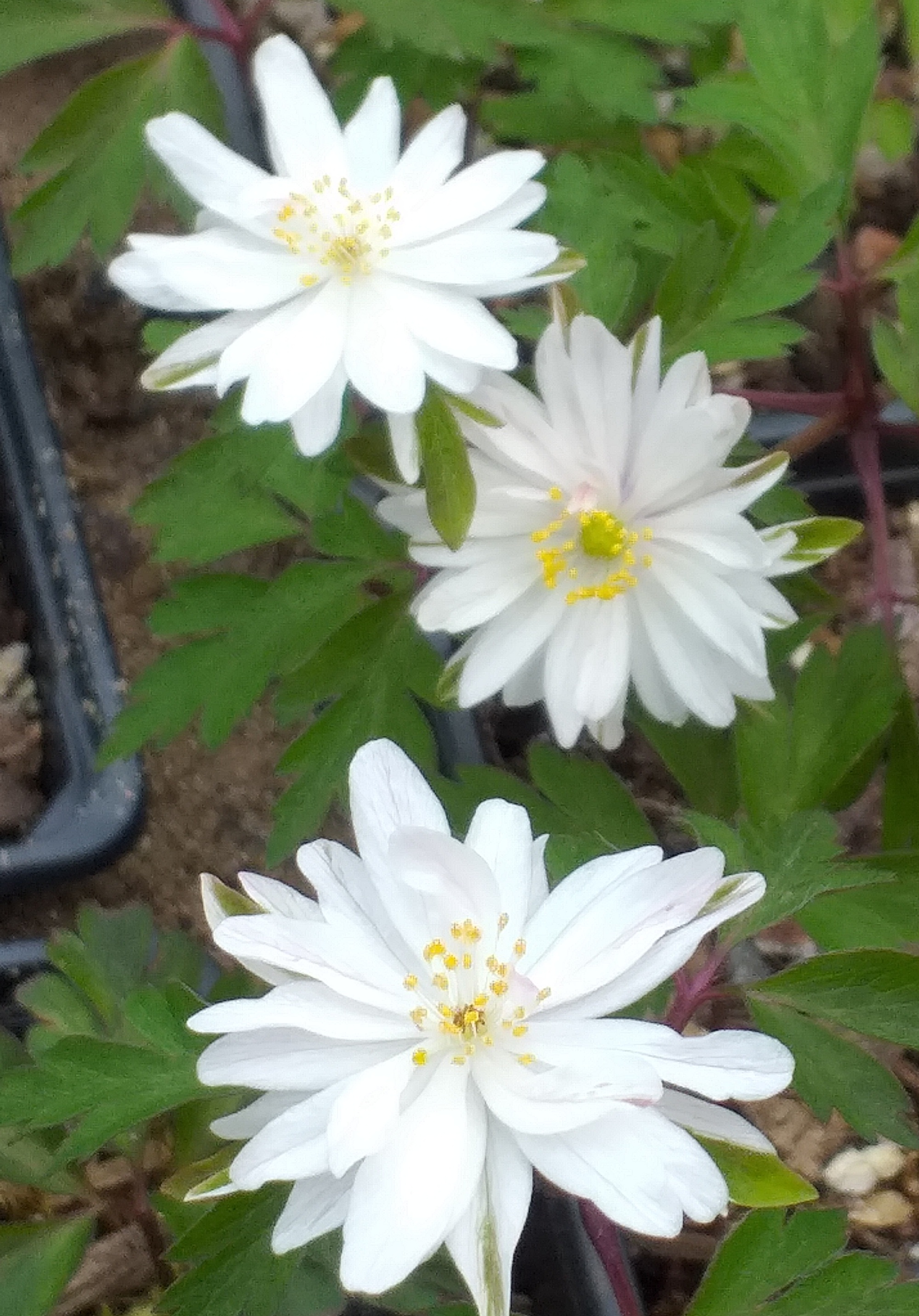 Anemone nemorosa Gerda Ramussen