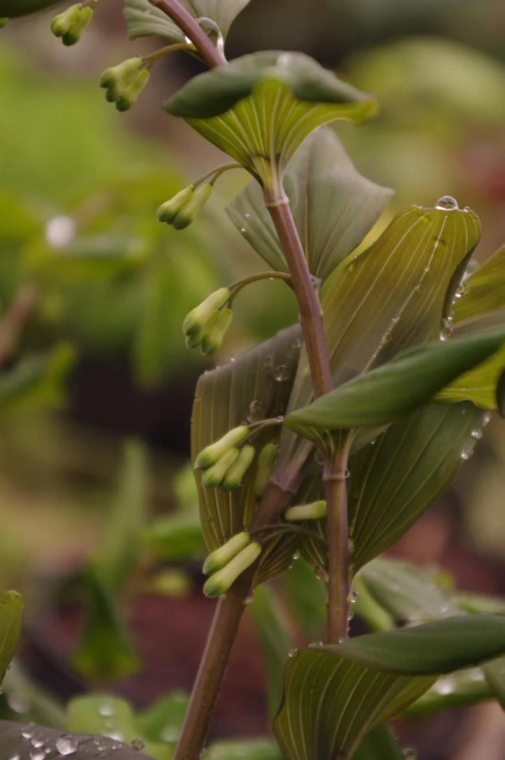 Polygonatum x hybridum Dusky Bere