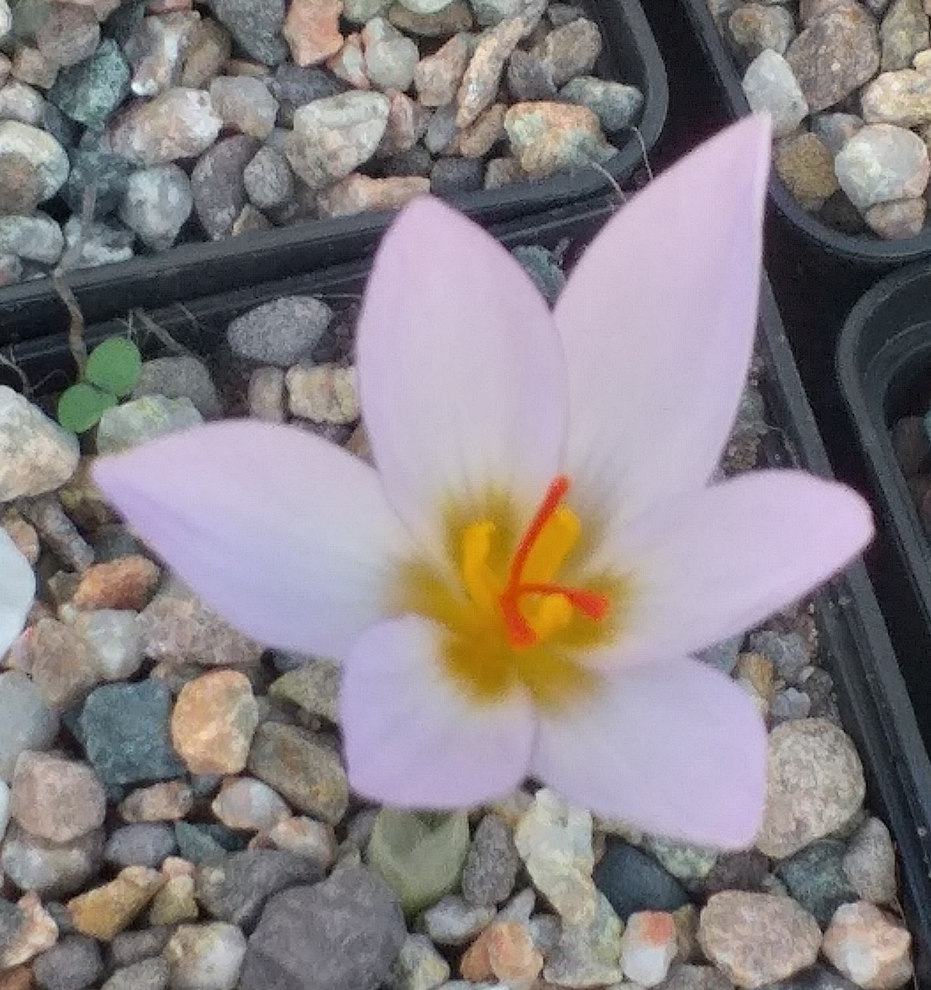 Crocus thomasii
