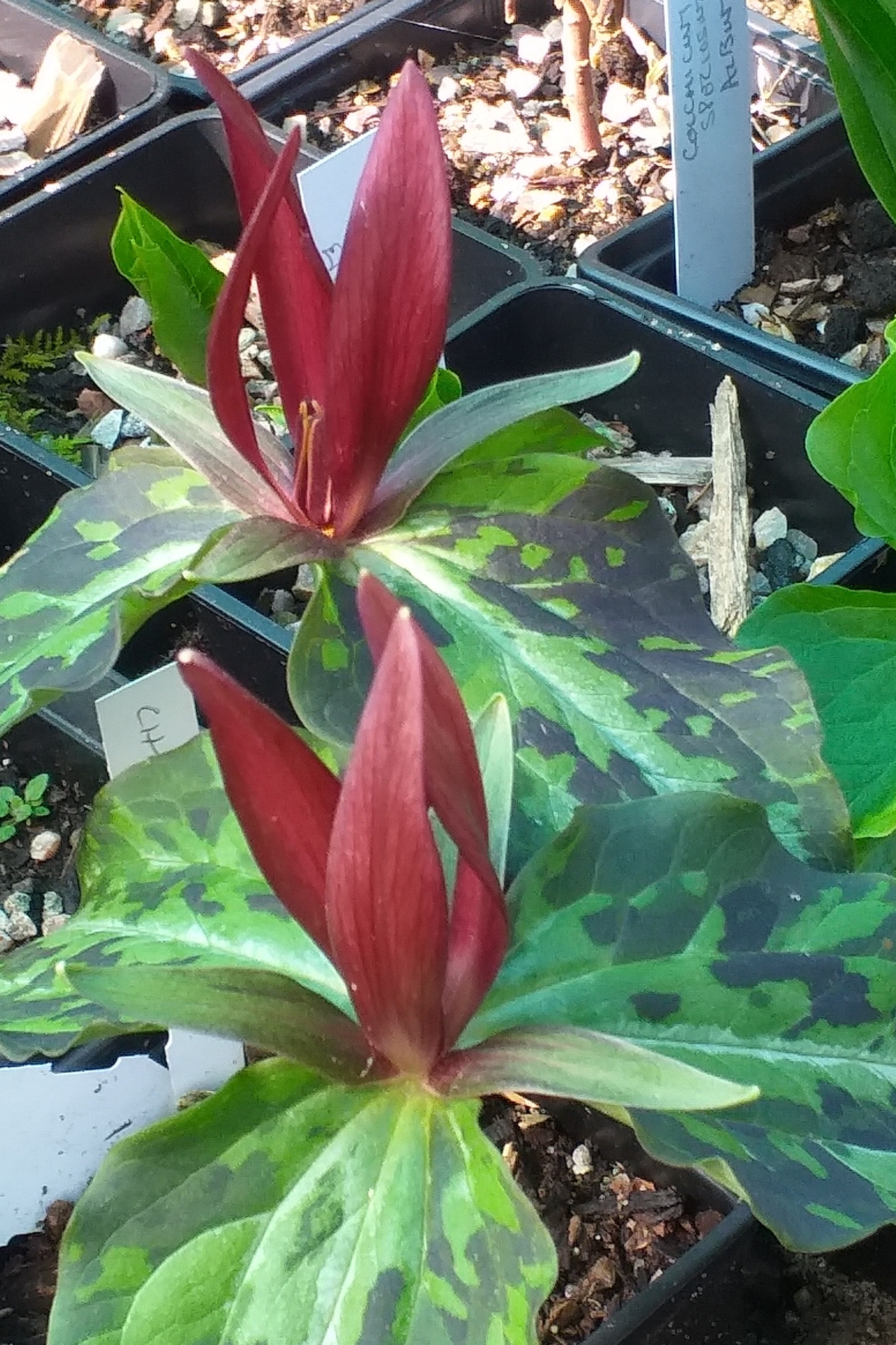 Trillium chloropetalum