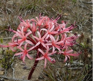 Brunsvigia striata