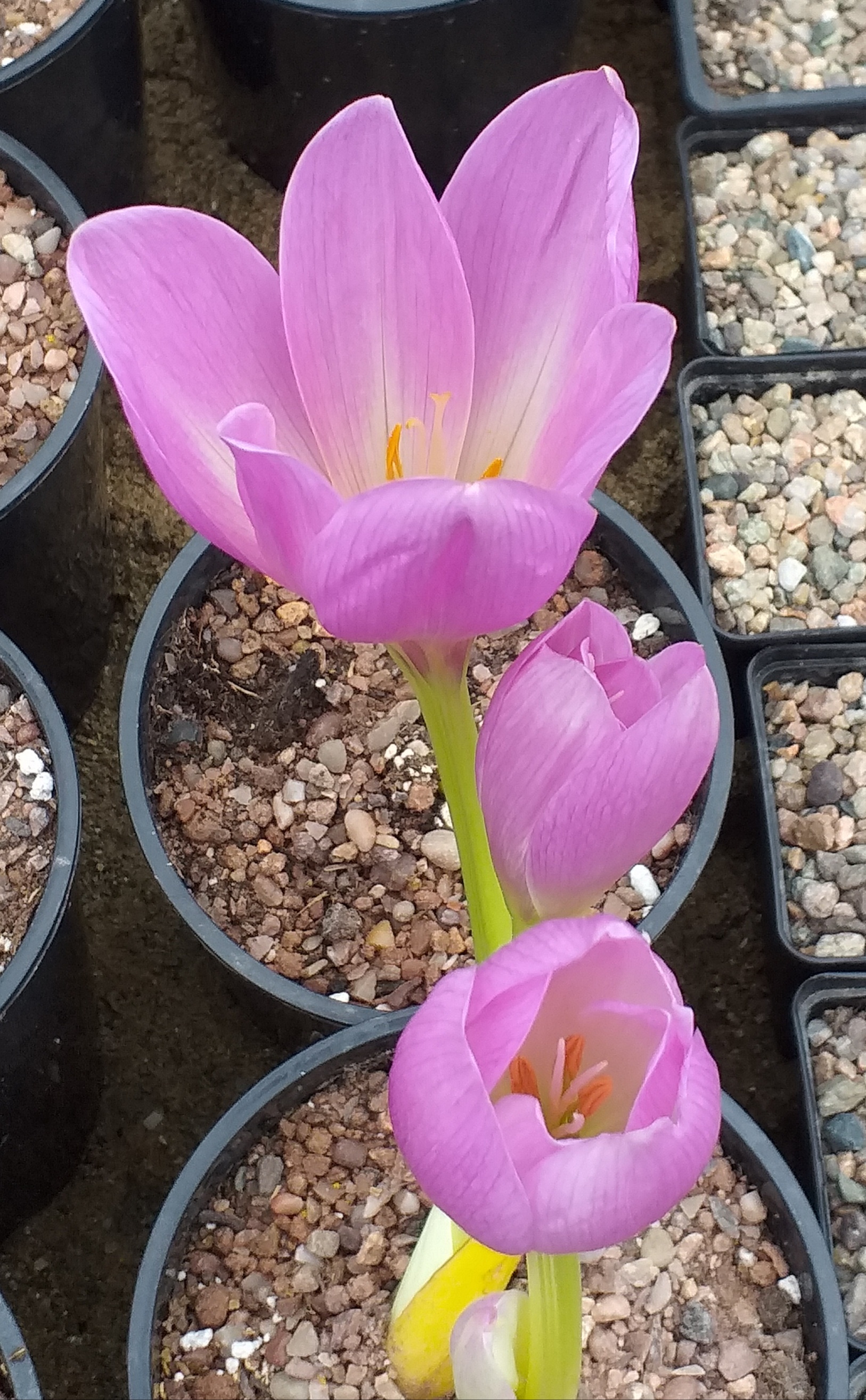 Colchicum Zephyr