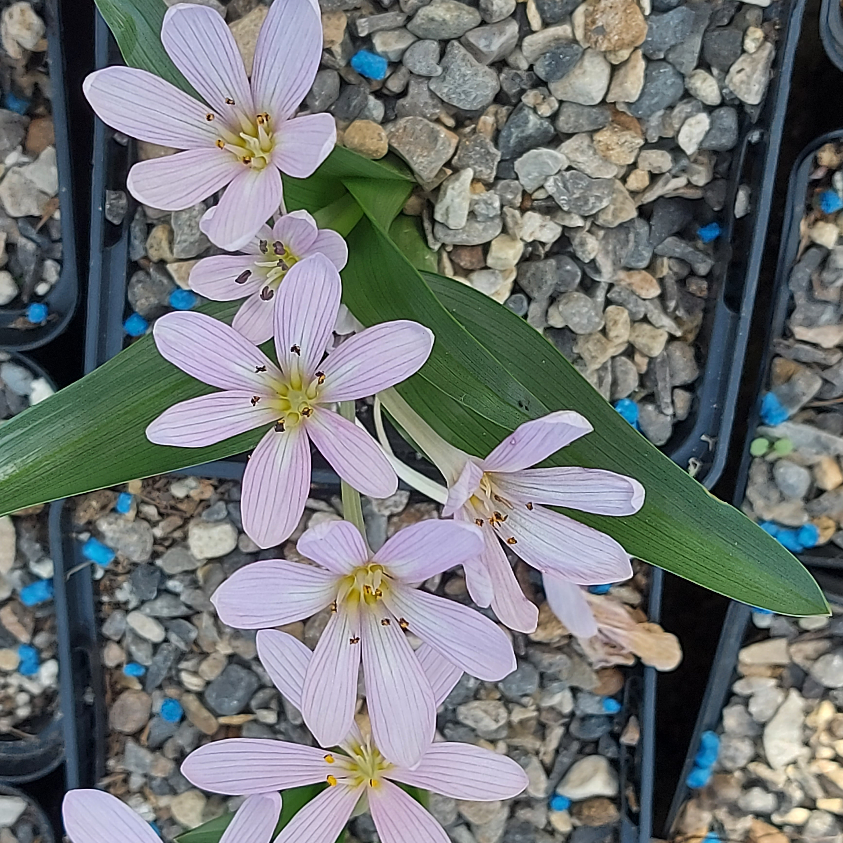 Colchicum cousturierii
