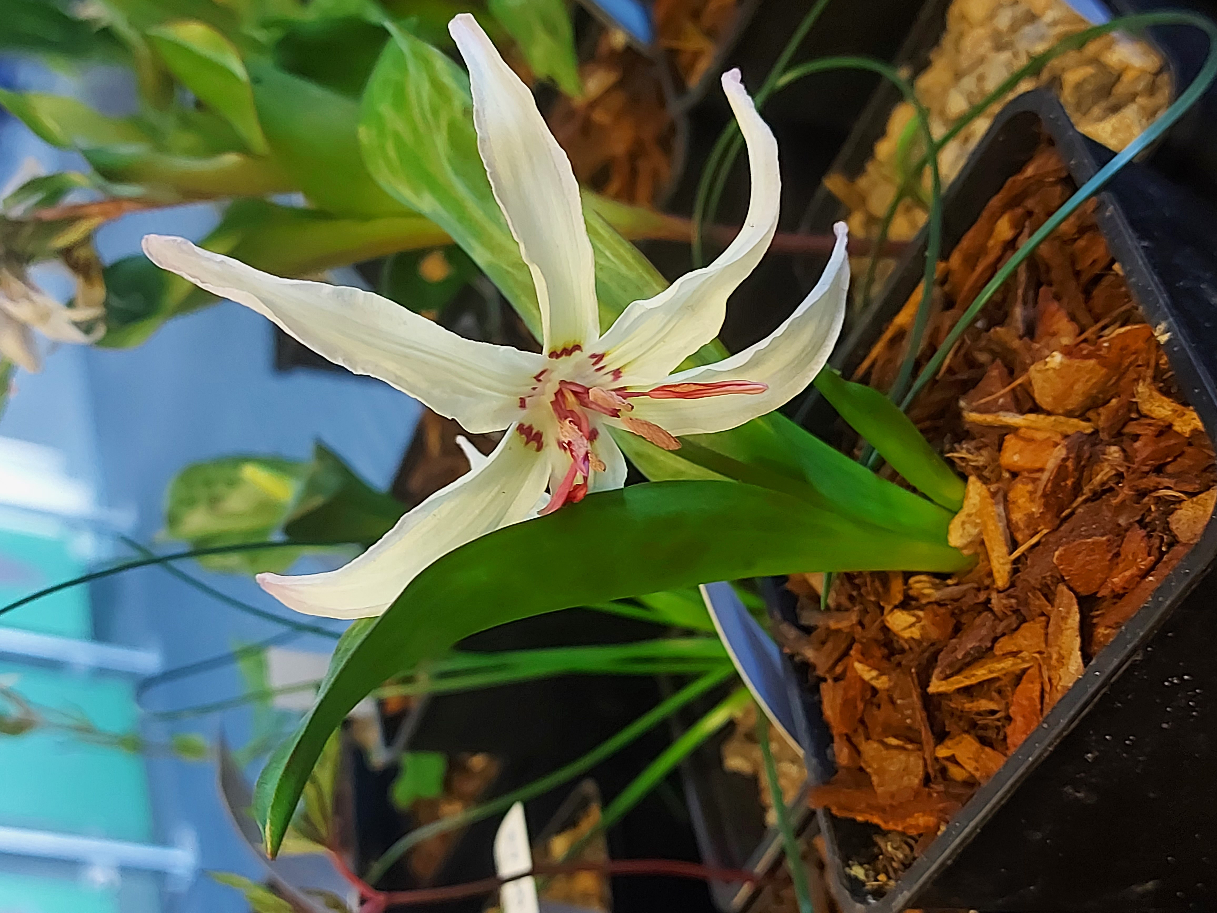 Erythronium Harvington Elizabeth