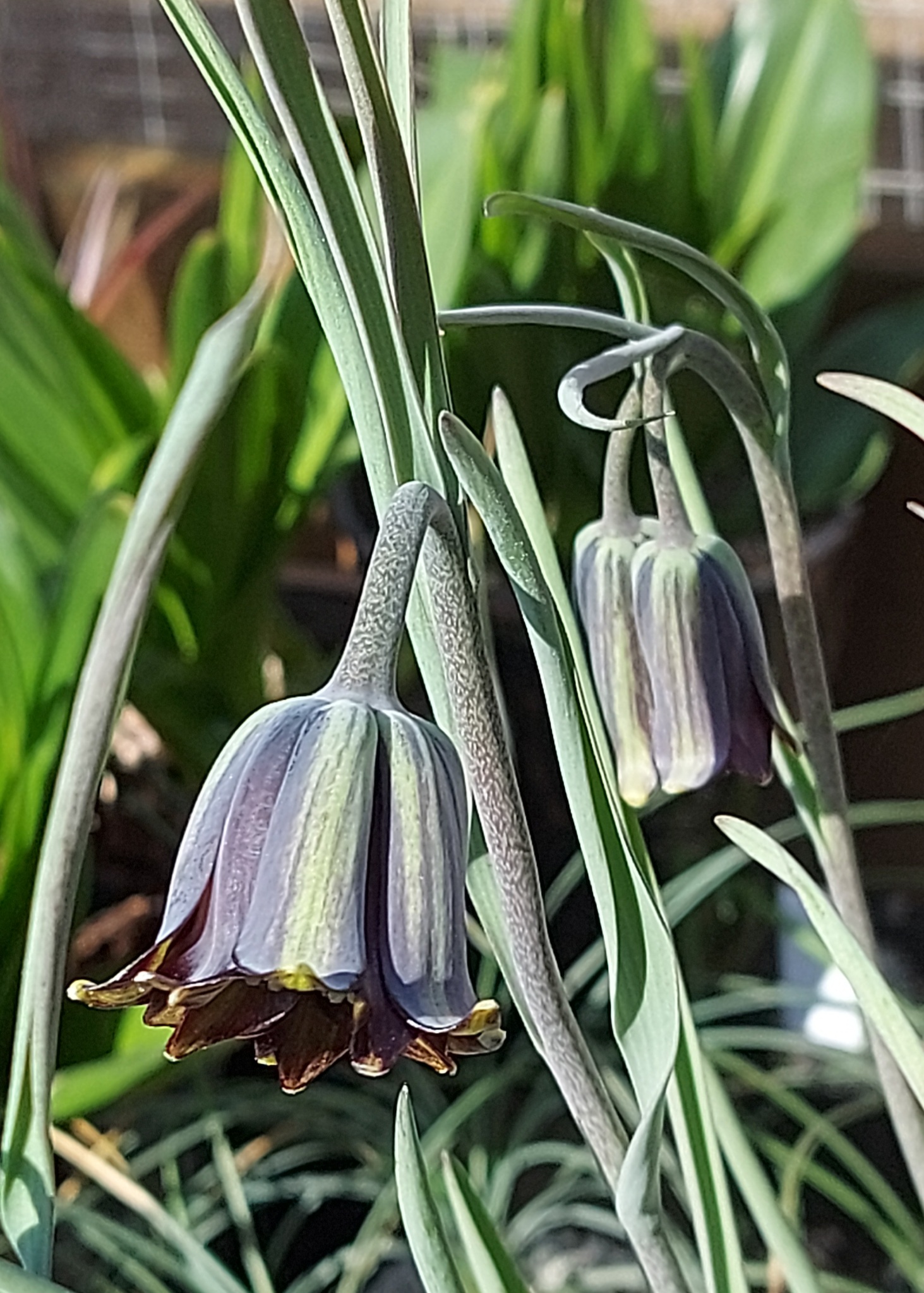 Fritillaria elwesii