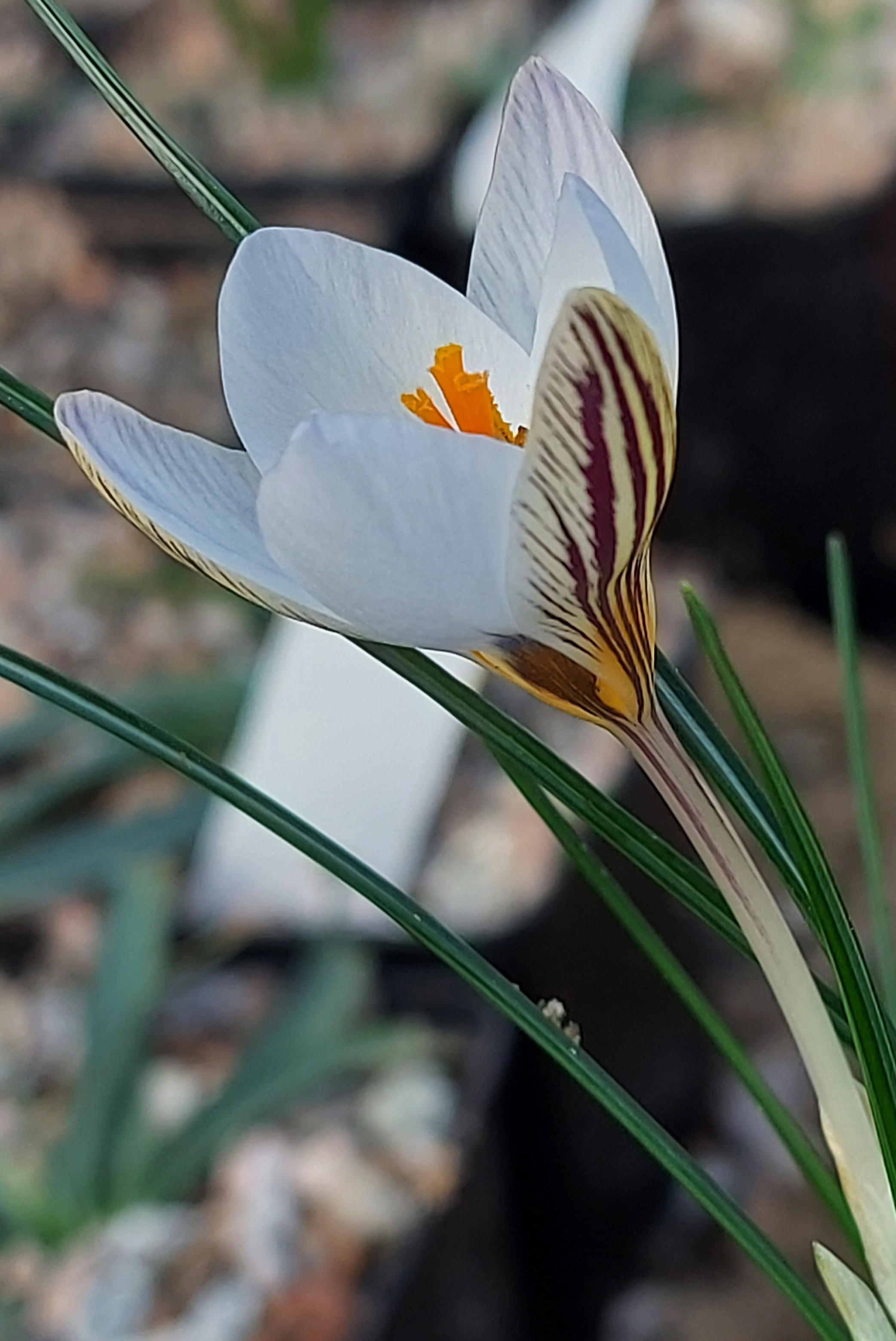 Crocus rhodensis