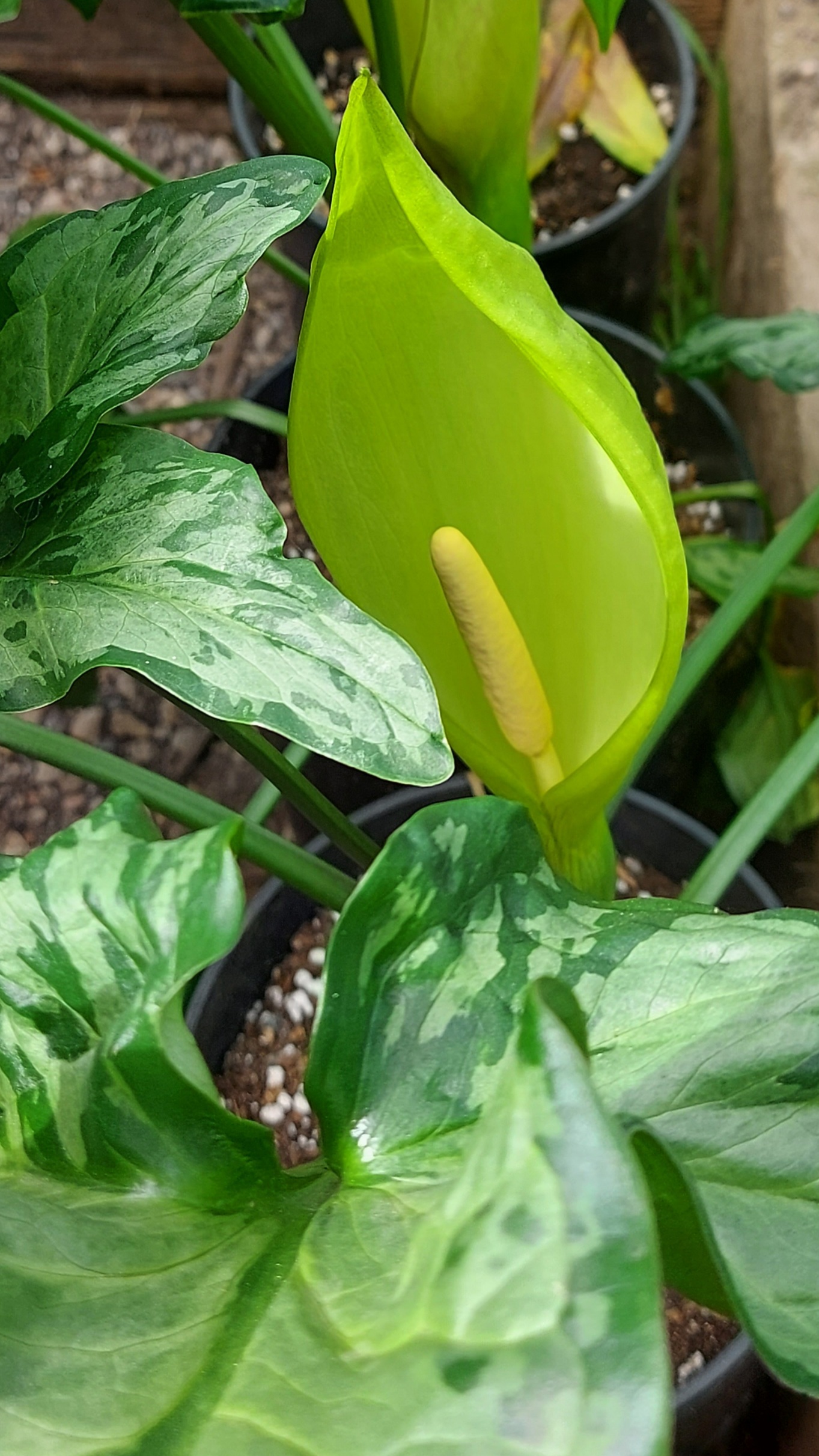 Arum italicum Monksilver
