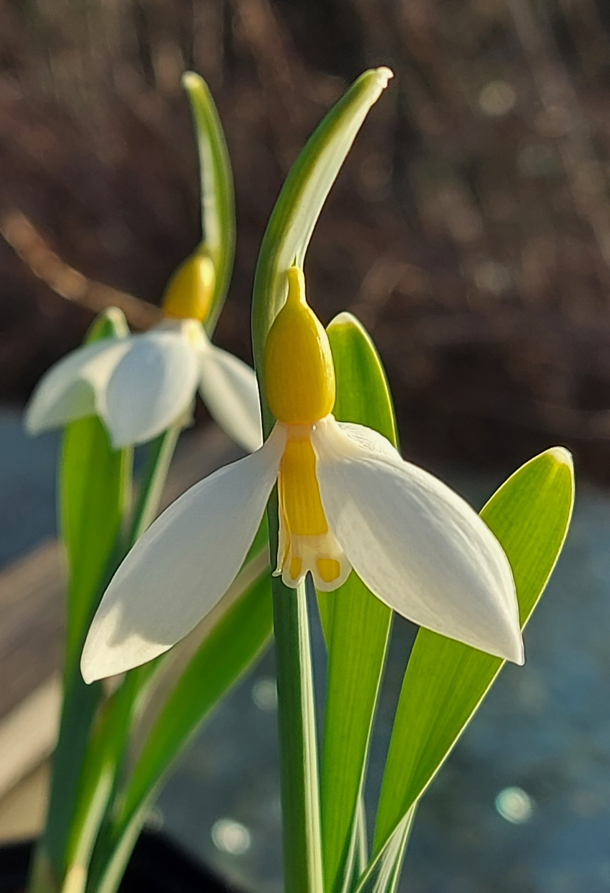 Galanthus Ronald Mackenzie