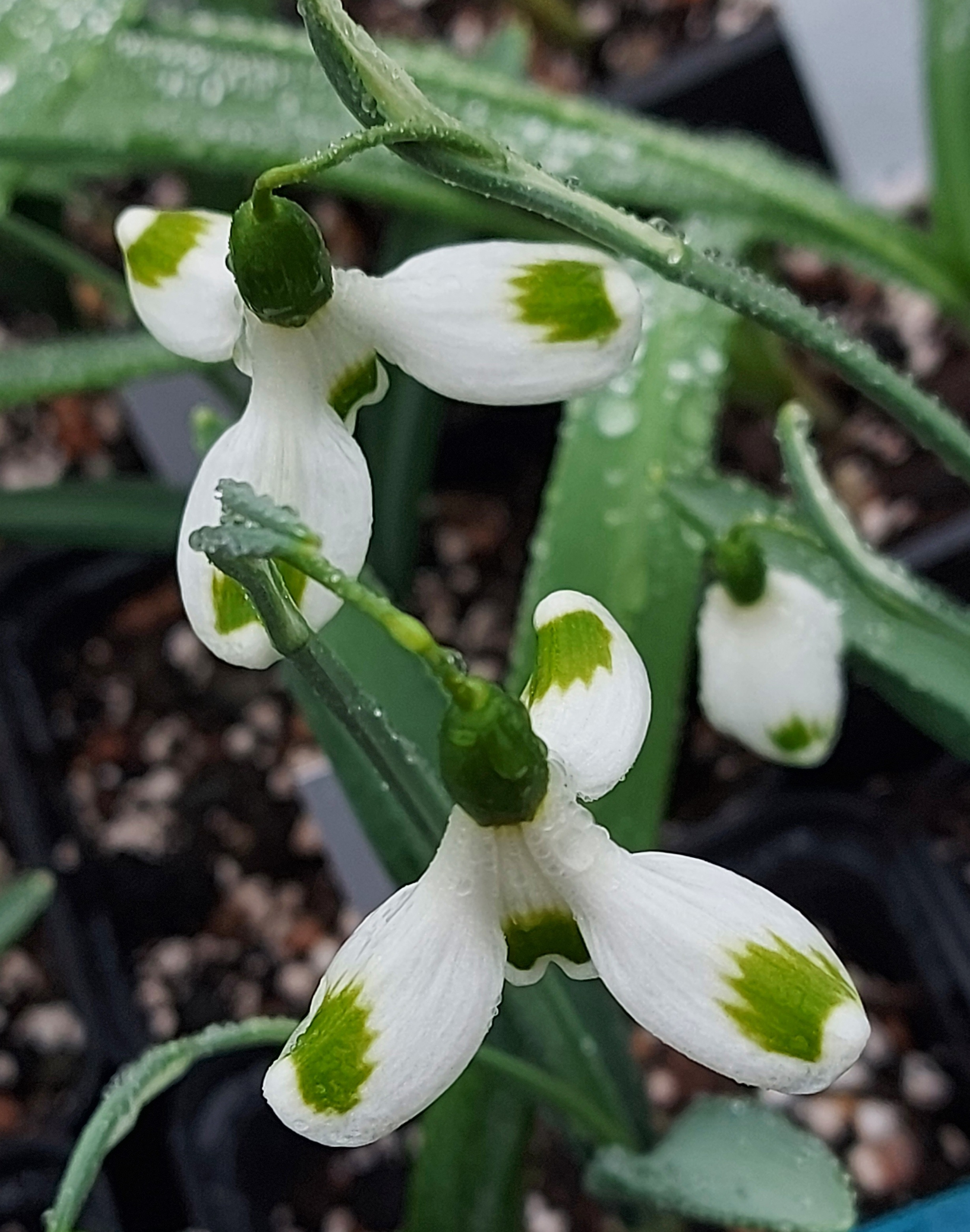 Galanthus Trymming