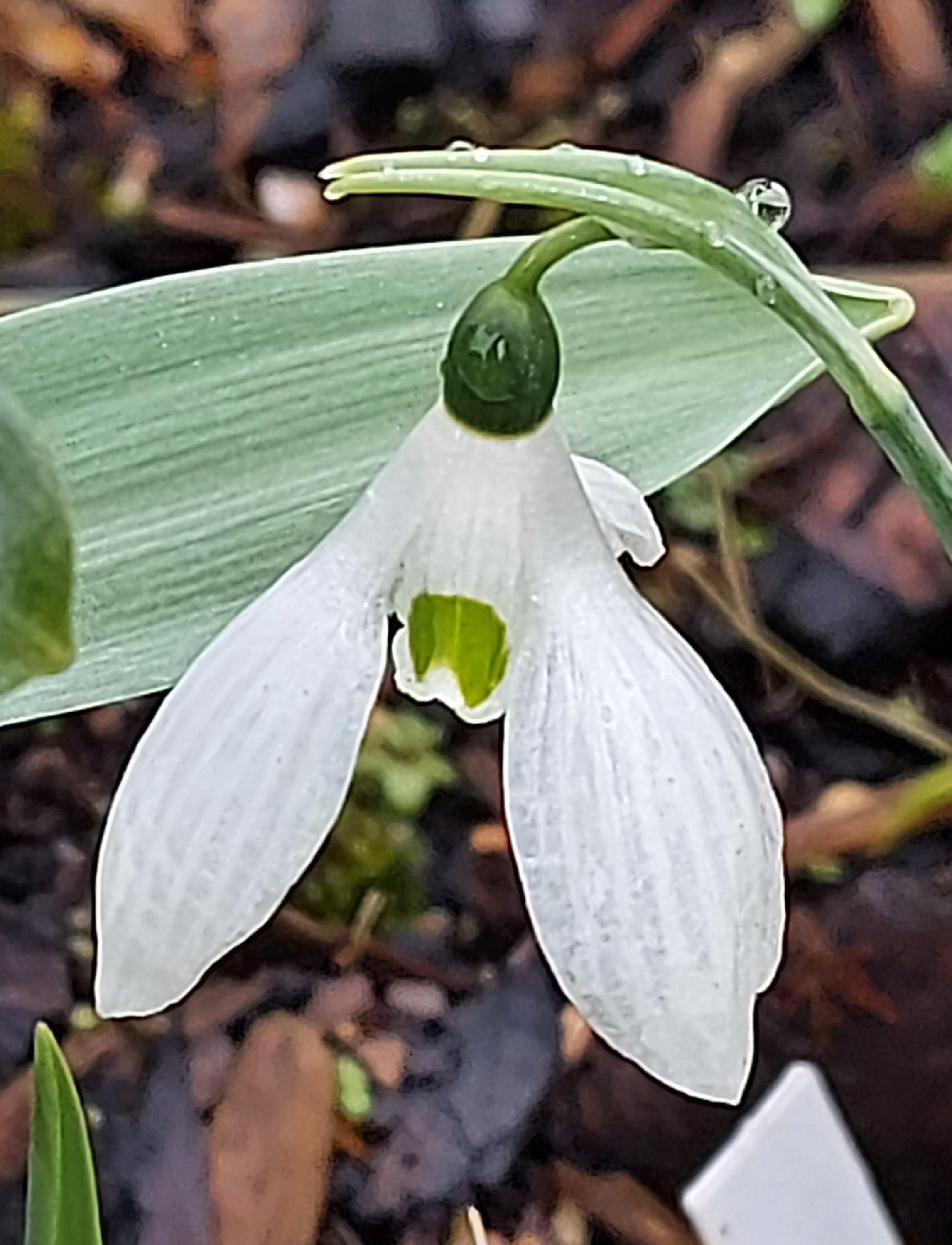 Galanthus Helen Tomlinson