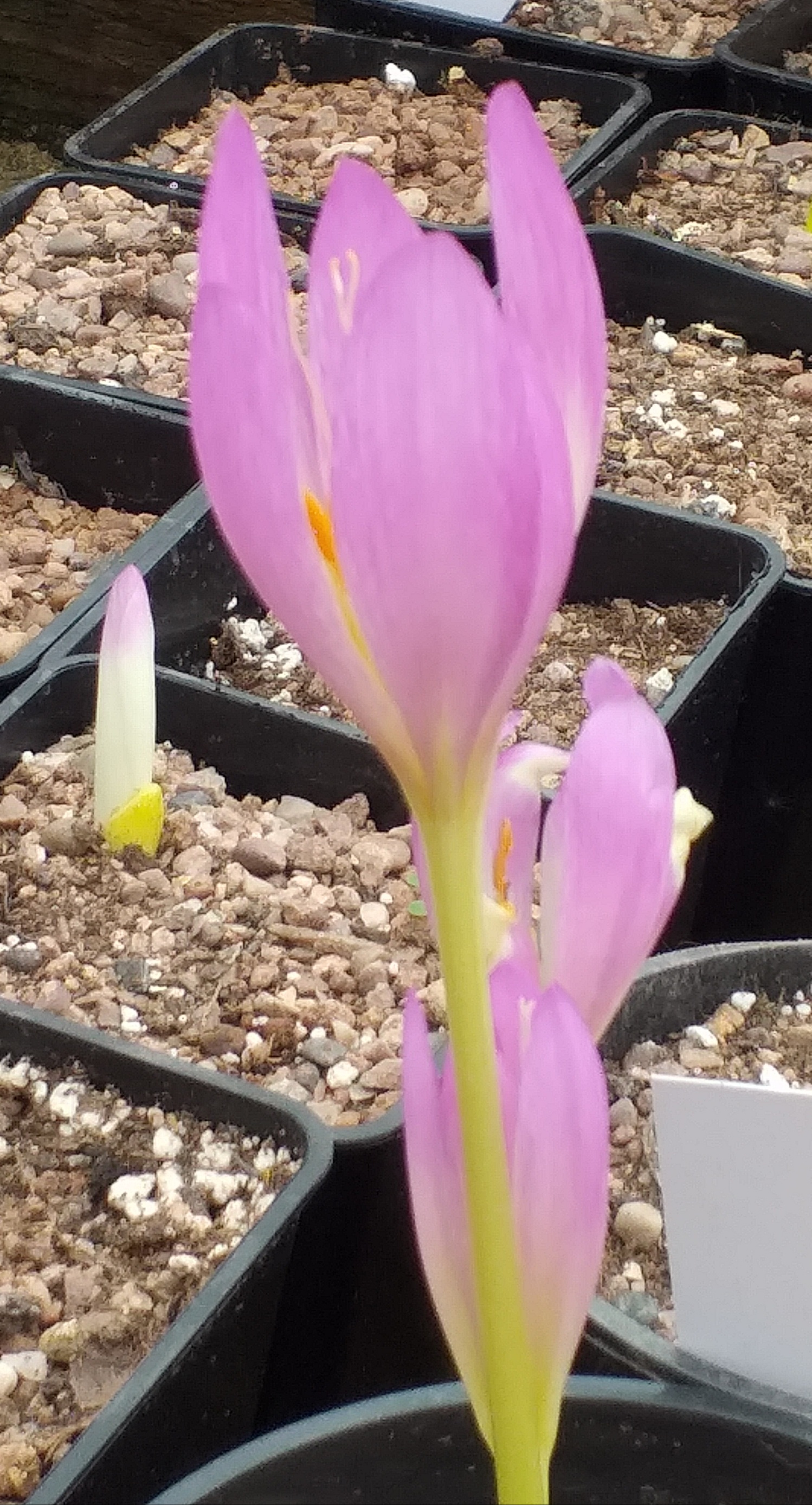 Colchicum Ordu