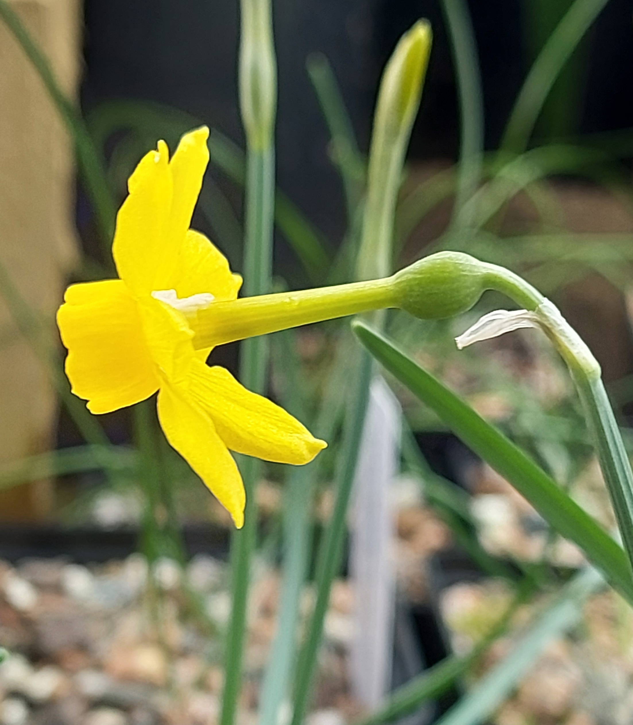 Narcissus cuatrecasasii