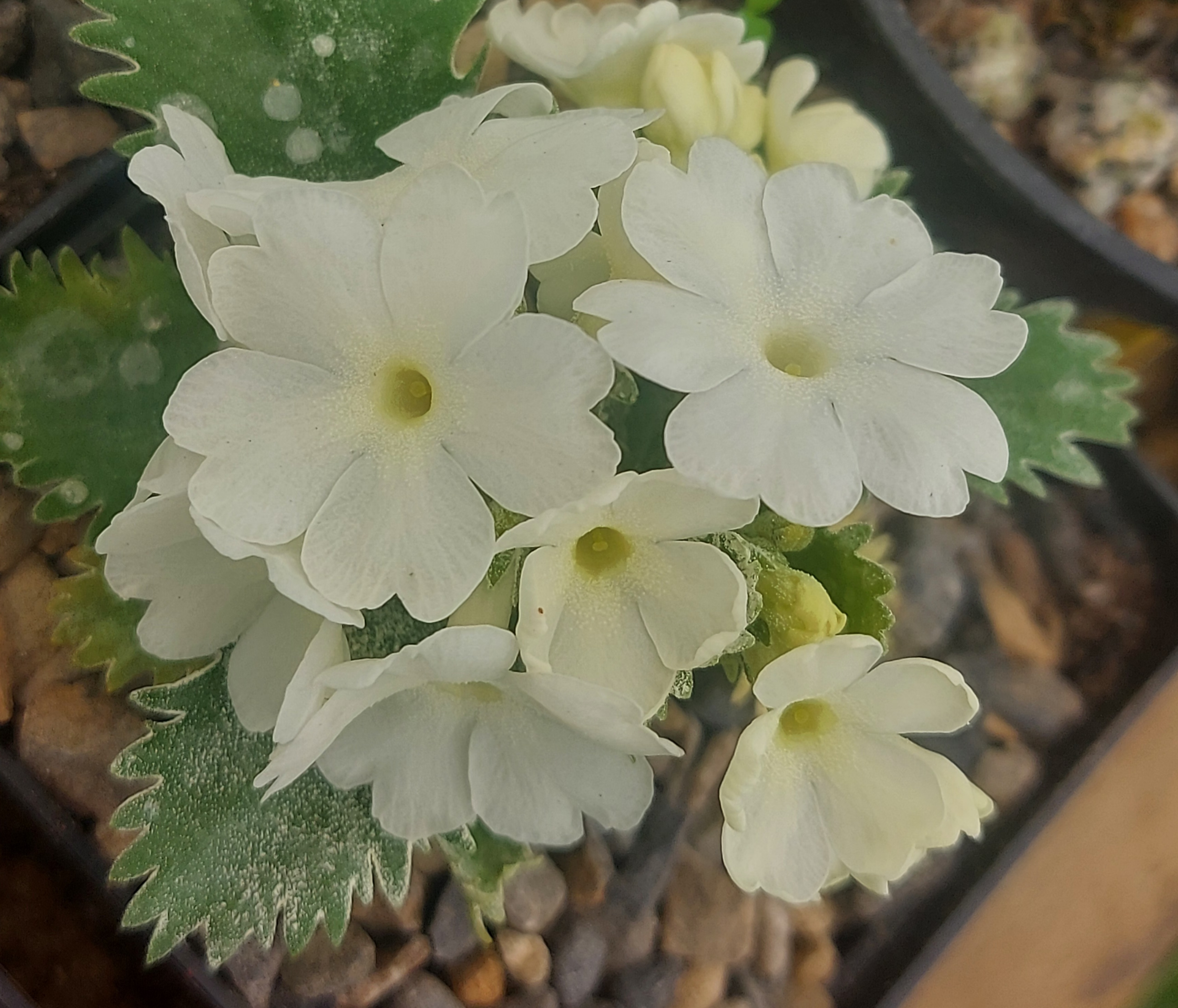 Primula marginata Late Frost
