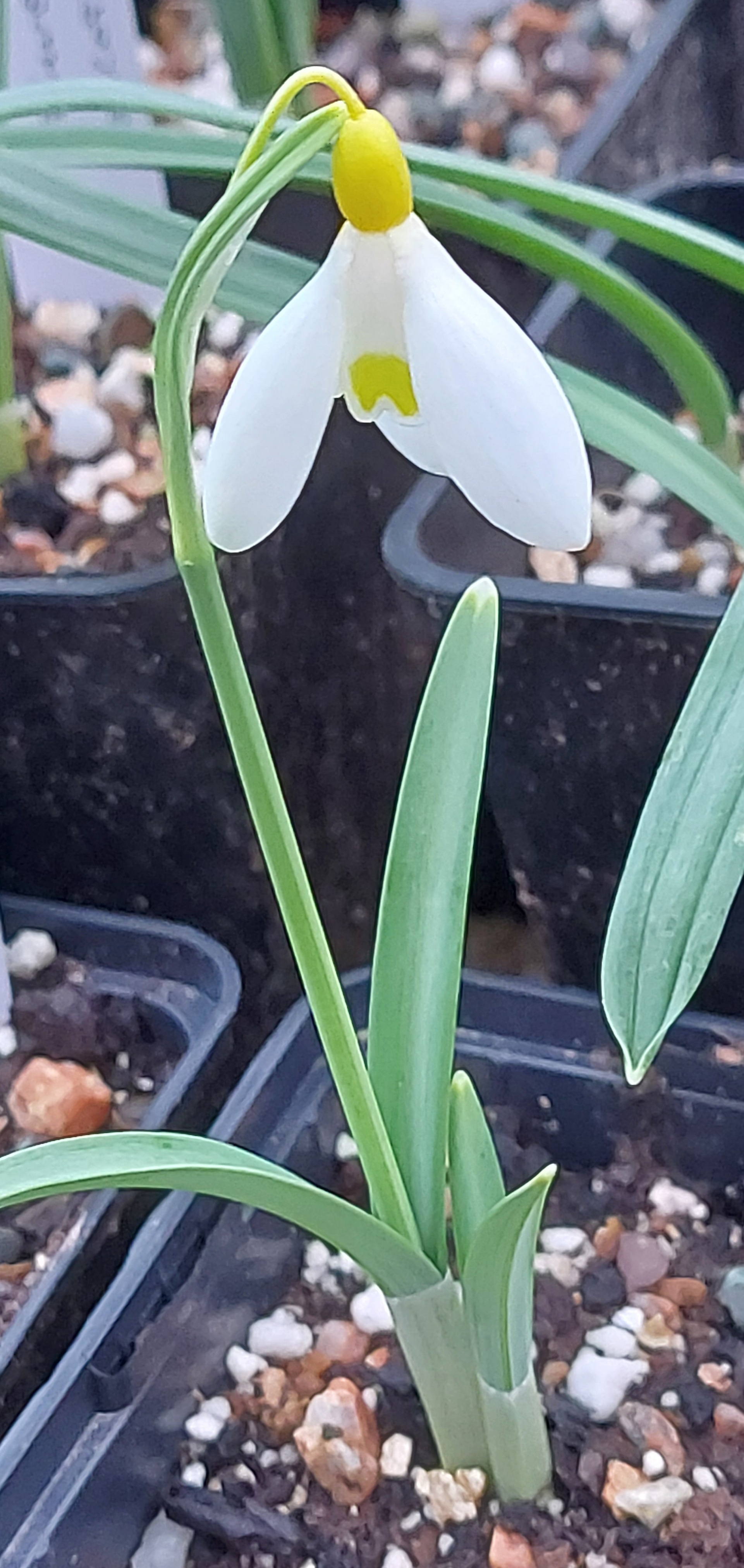 Galanthus Dryad Gold Nugget