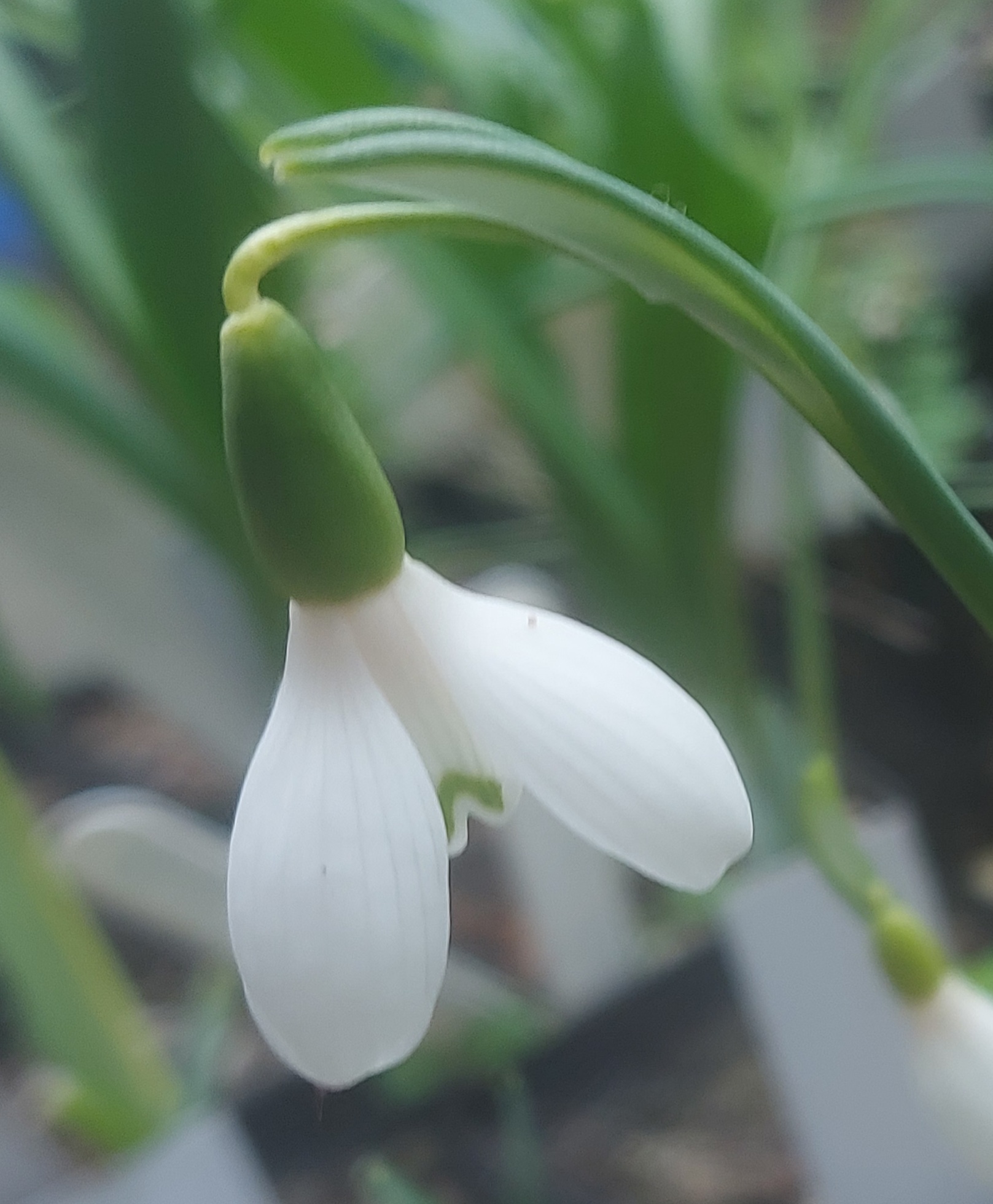 Galanthus scharoricus