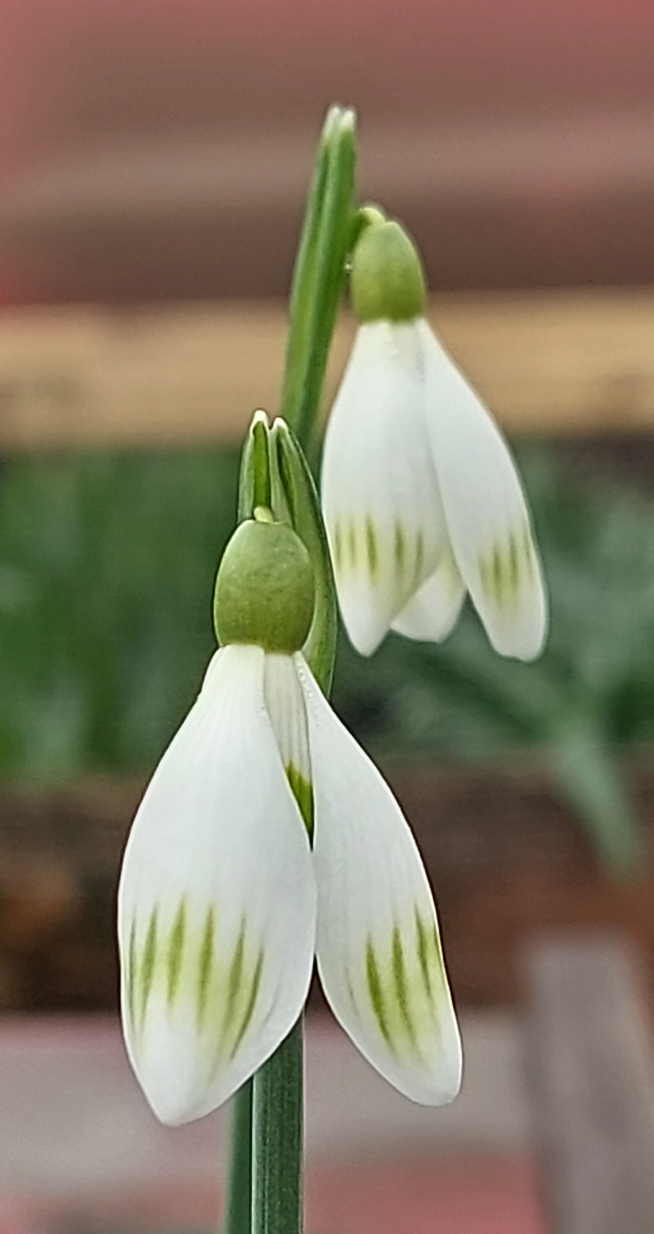 Galanthus Susan Grimshaw