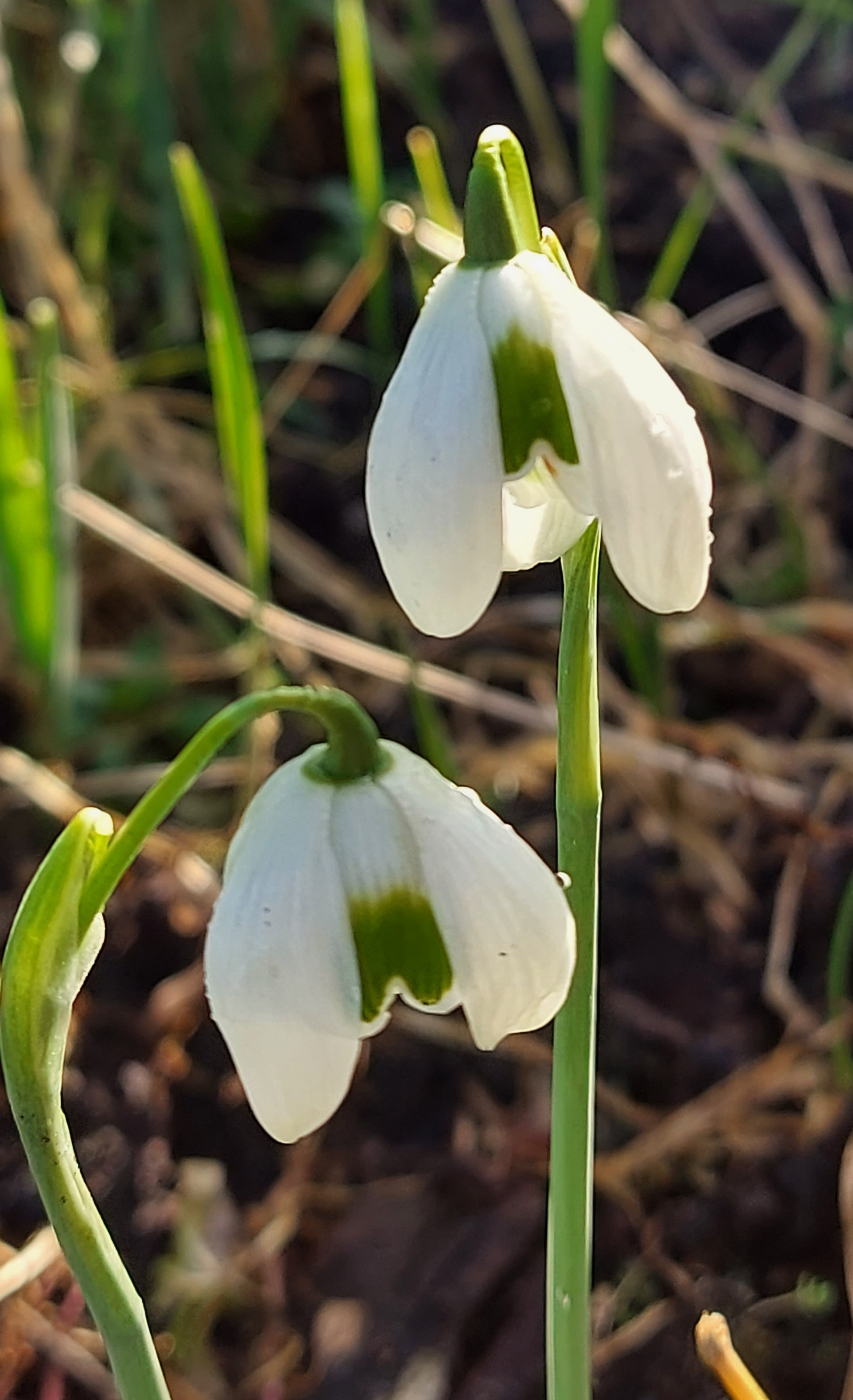 Galanthus Ophelia