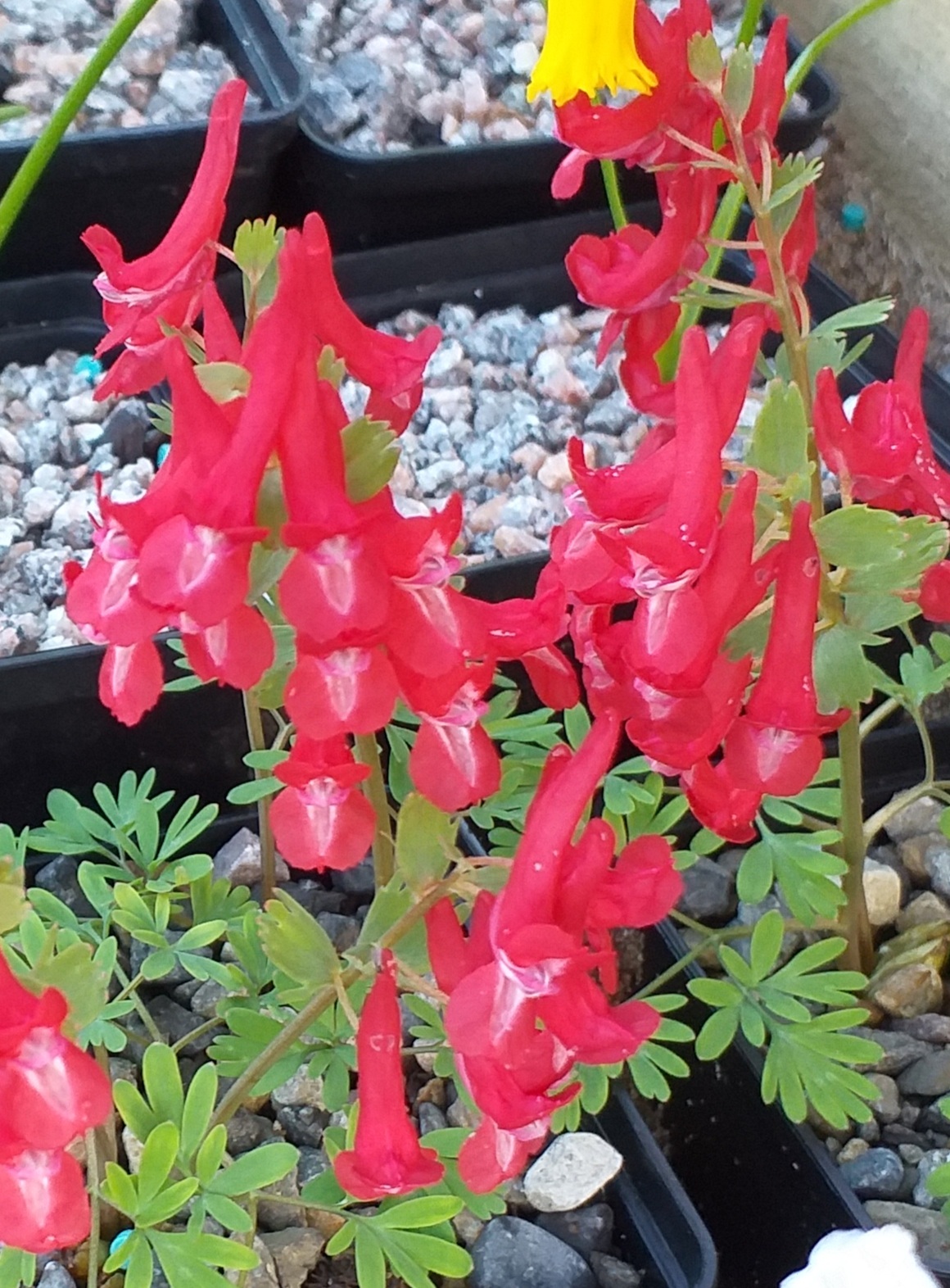 Corydalis Robin