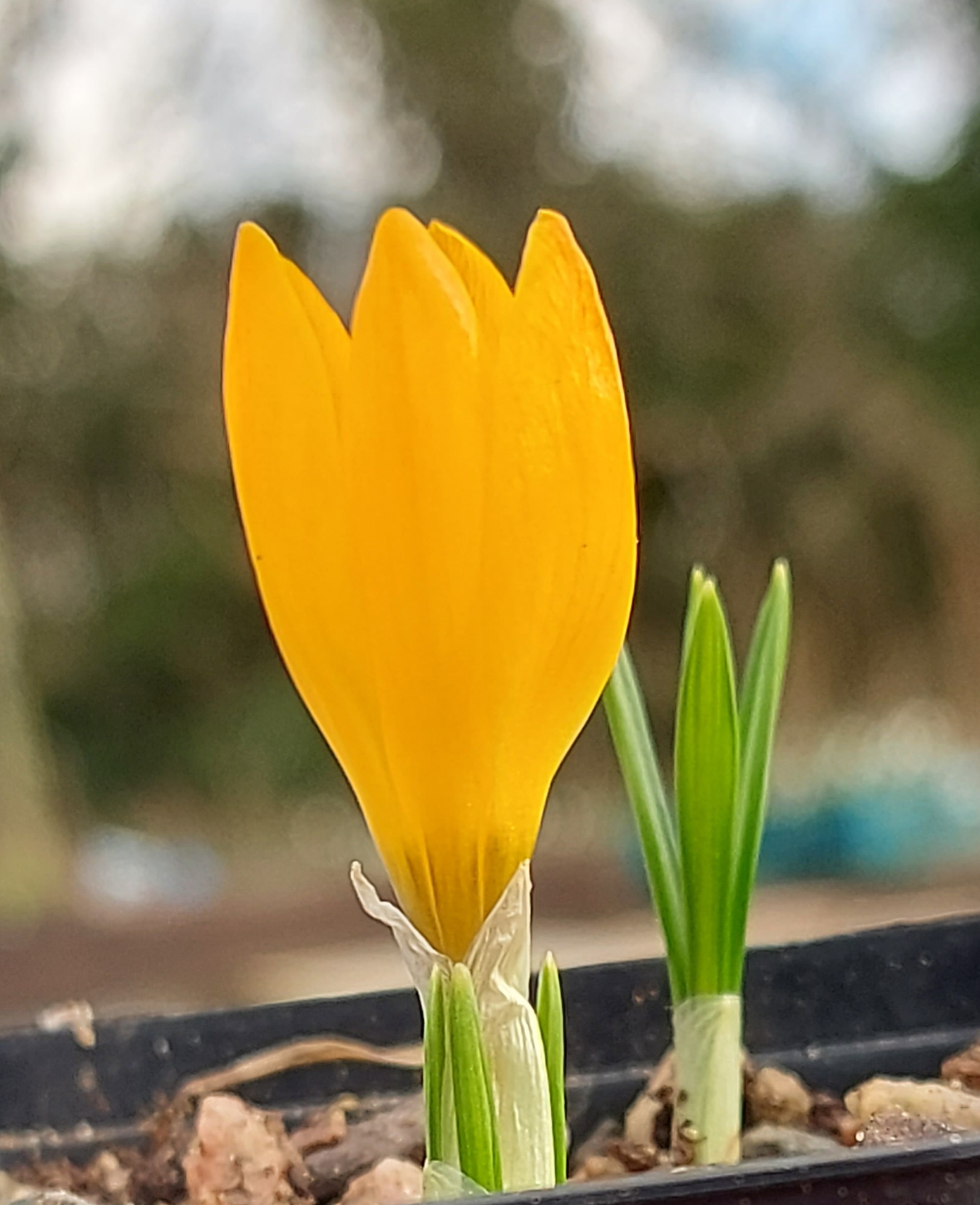 Crocus cvijicii