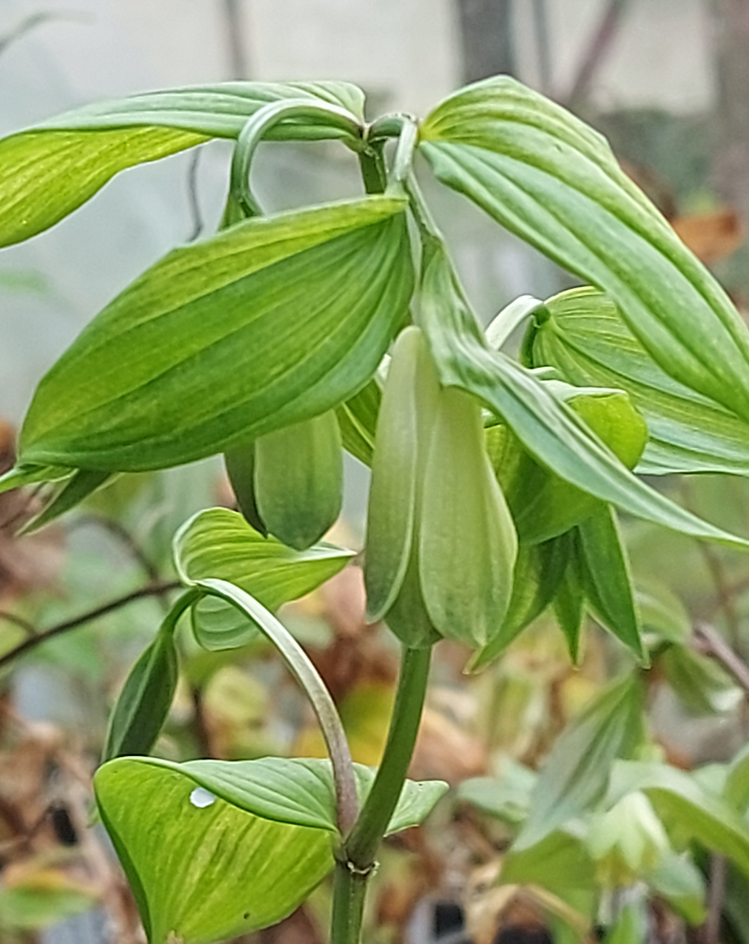 Disporum sessile Kinga