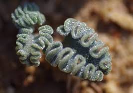 Eriospermum titanopsoides