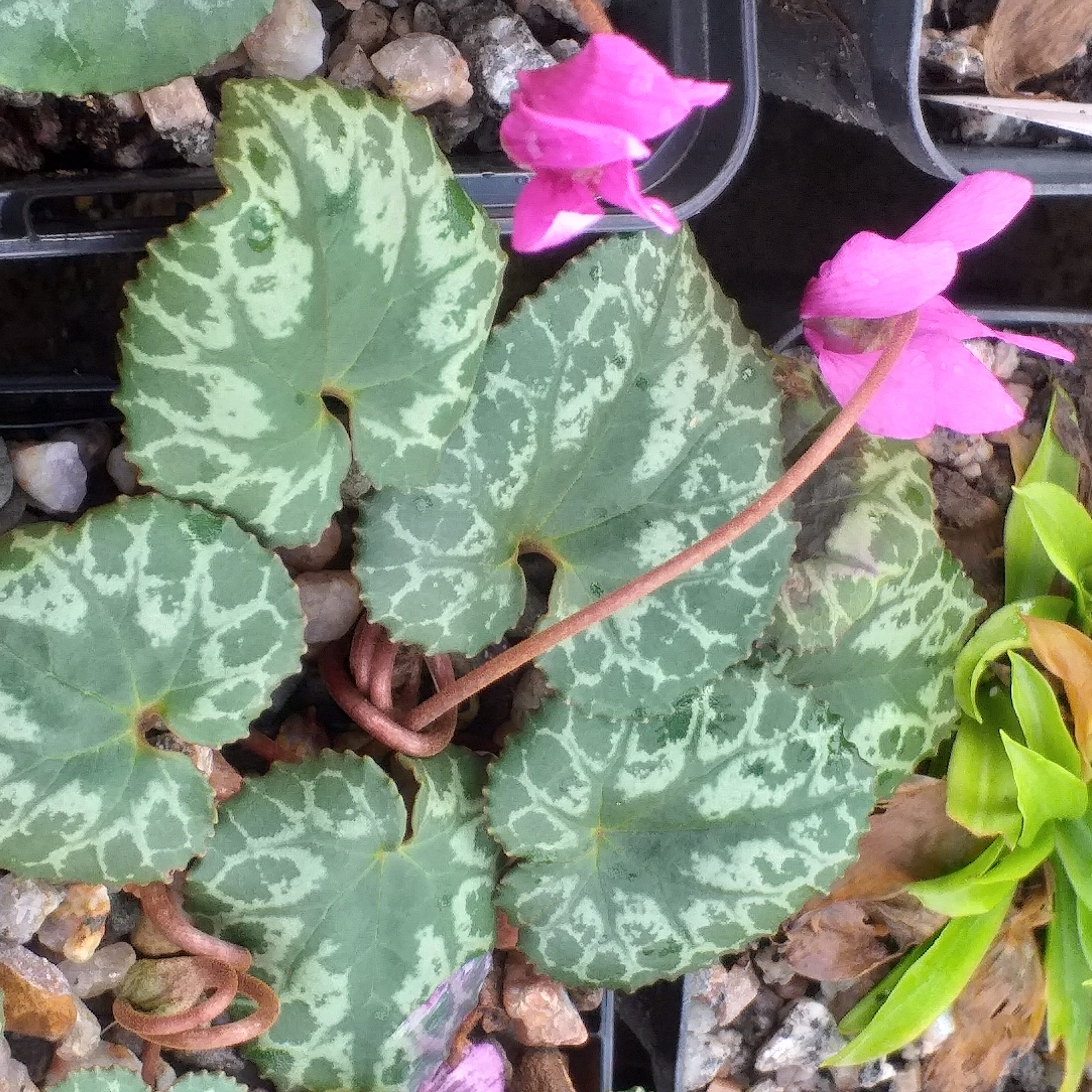 Cyclamen purpurescens