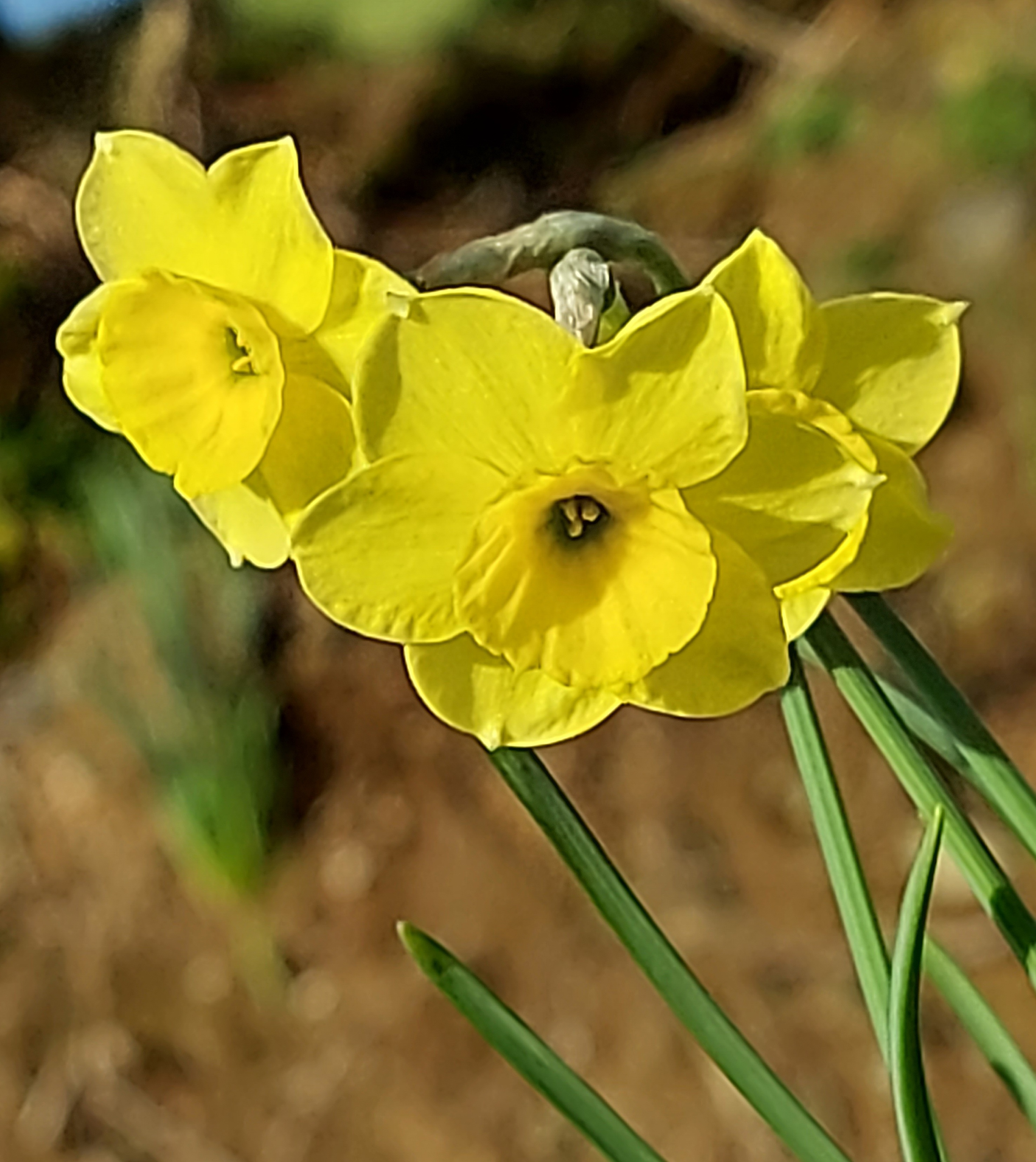 Narcissus hybrid (AW 4168)