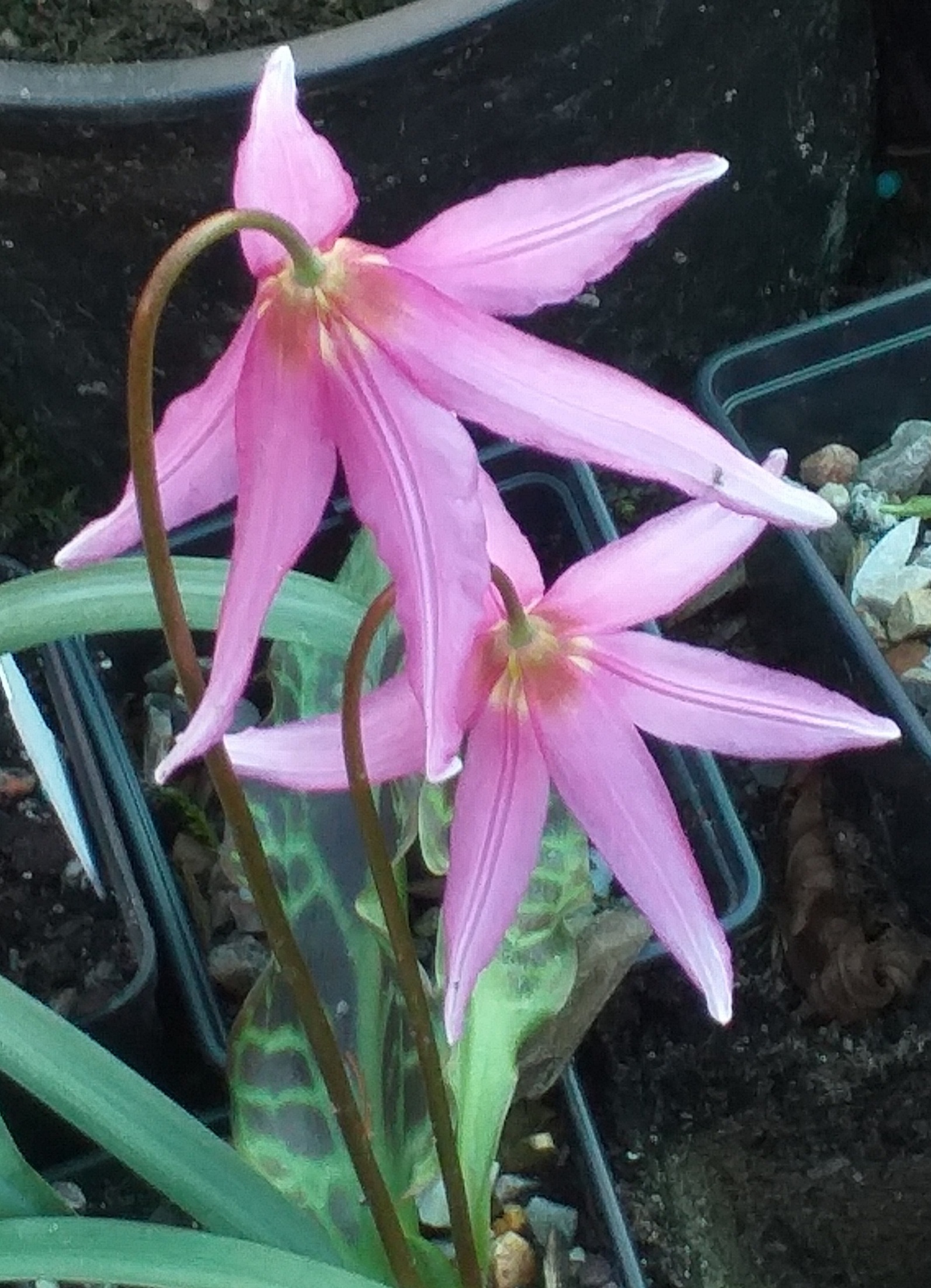 Erythronium revolutum