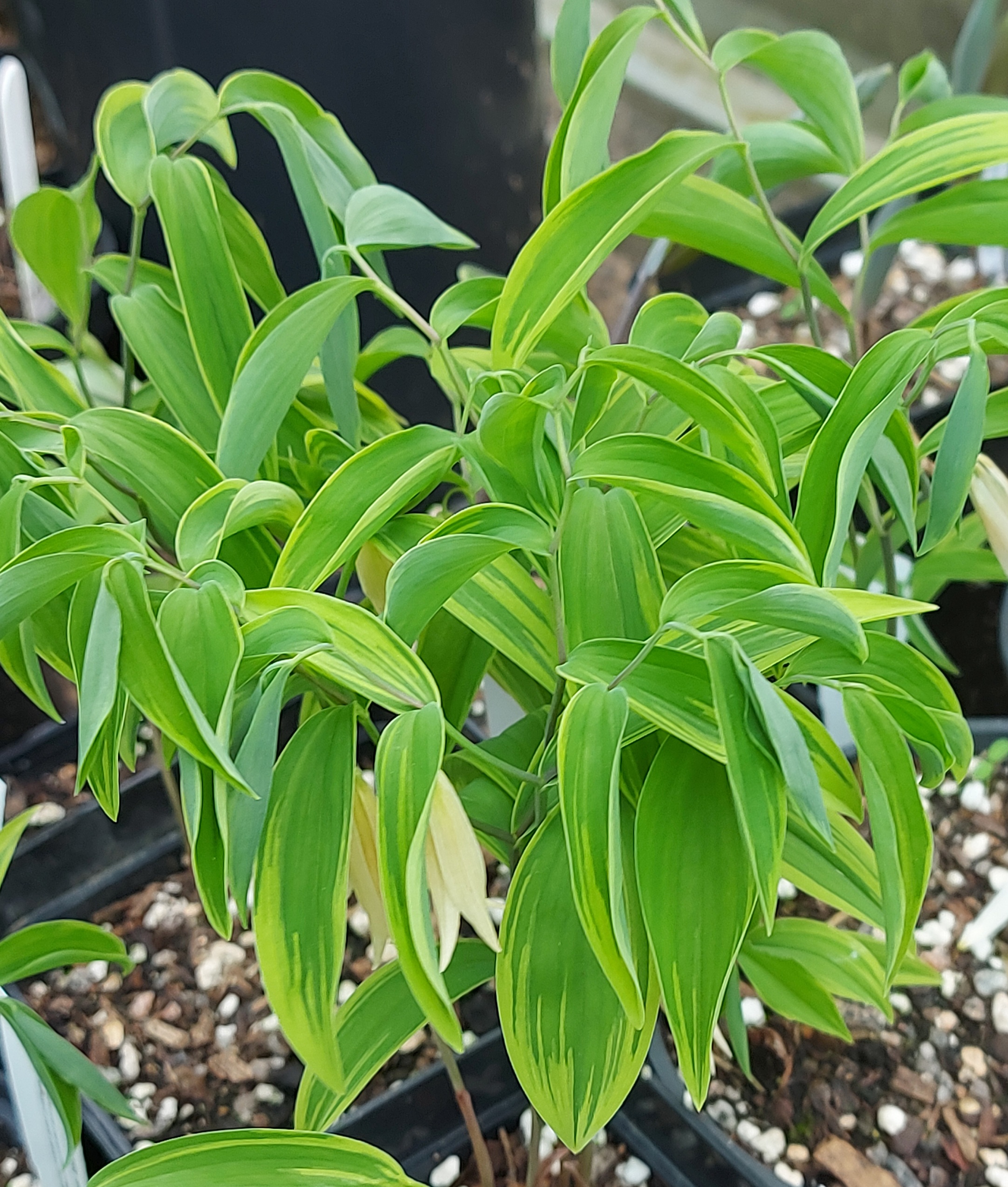Disporum sessile Collingwood Gold