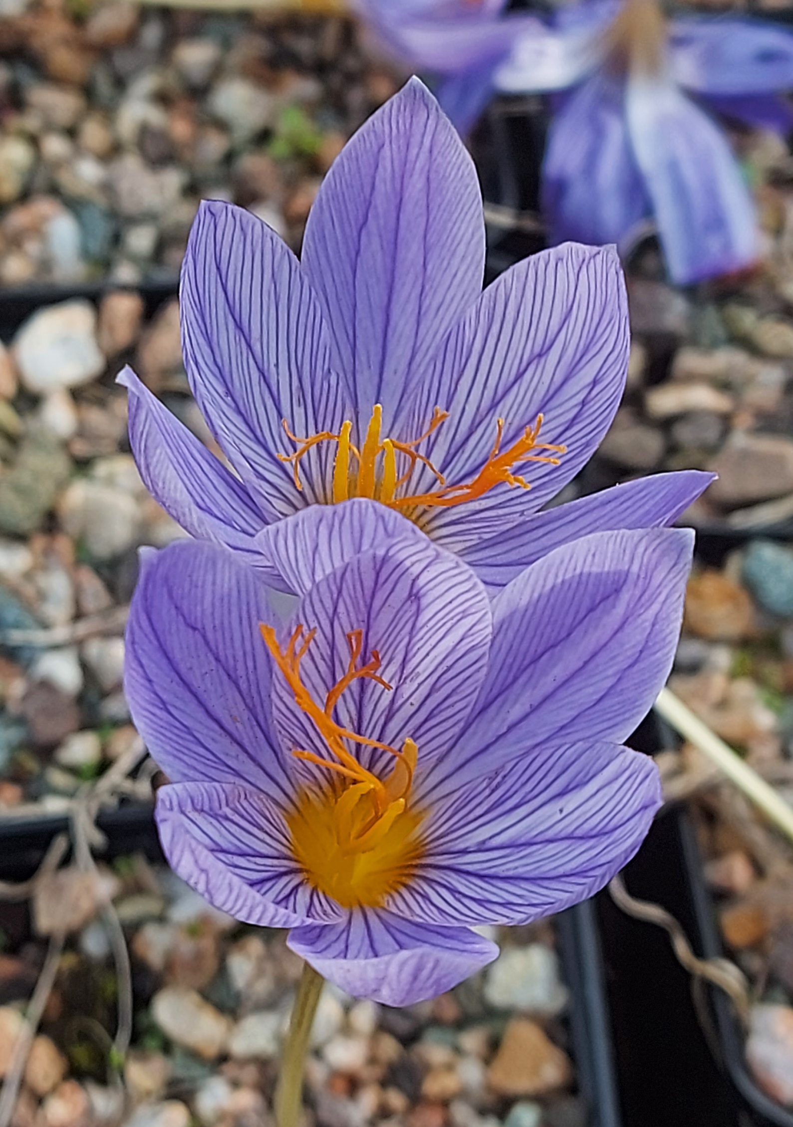 Crocus xantholaimos